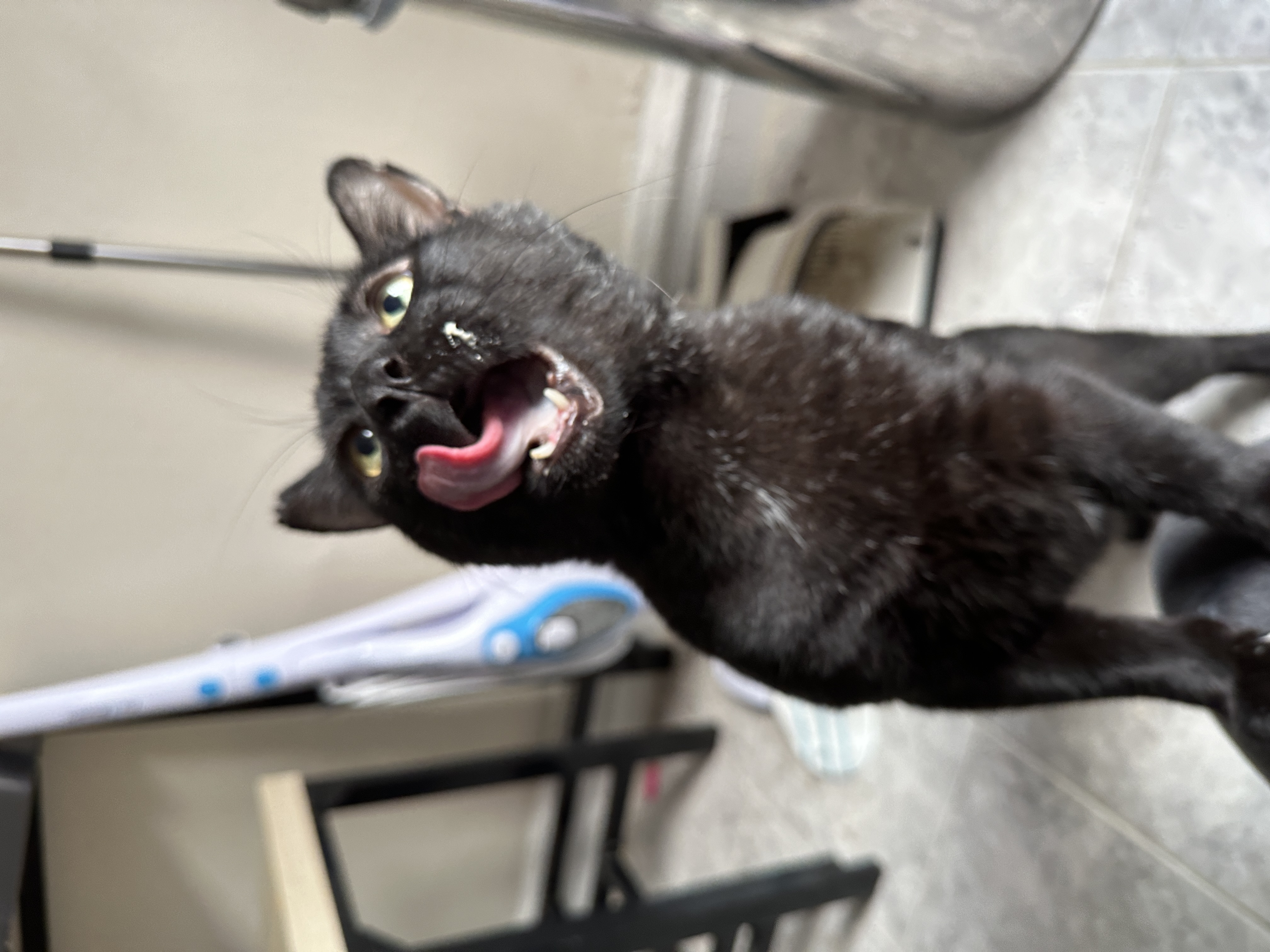 Enlarge Scarface, a Adopted Domestic Short Hair in Brooklyn, NY image 3/7