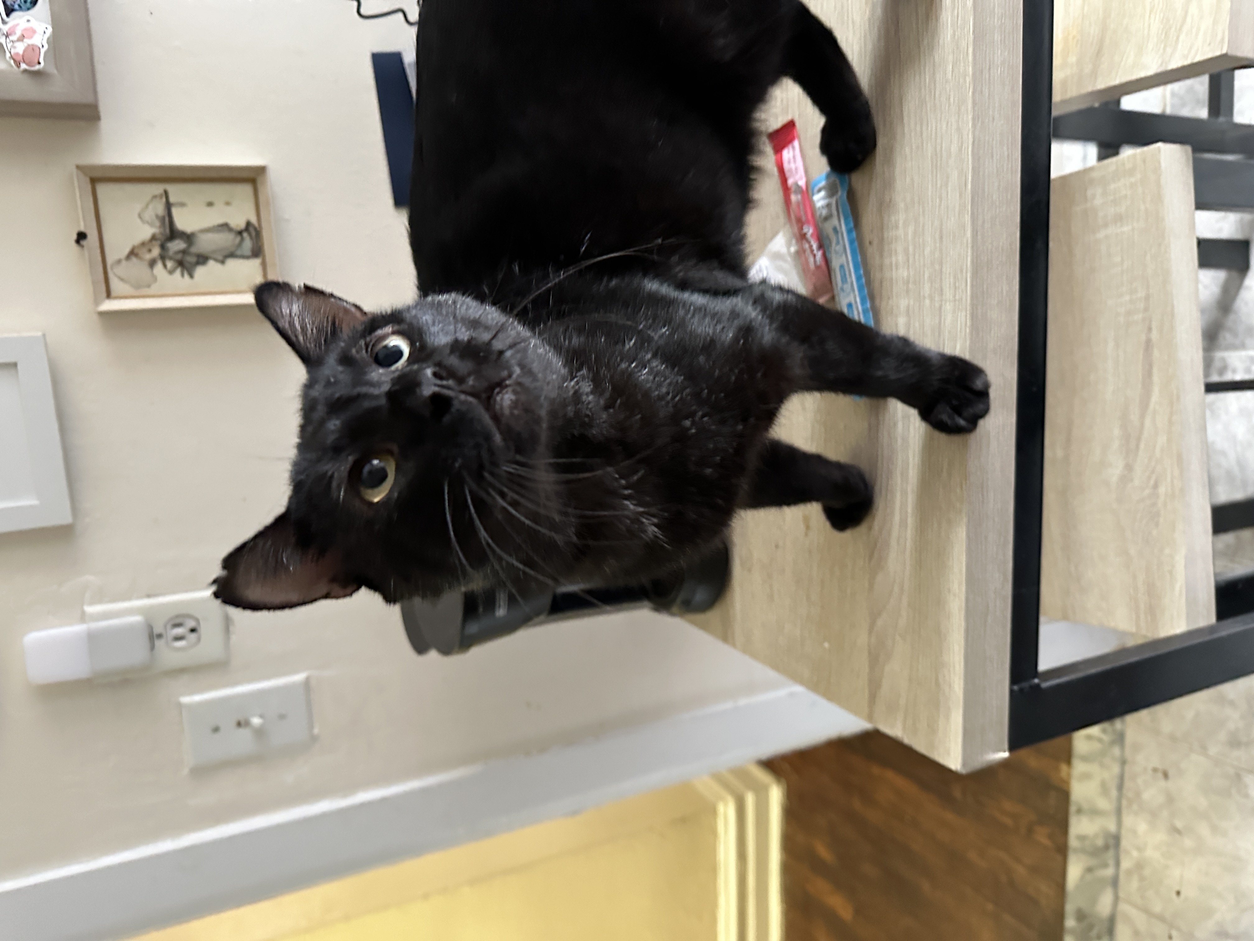 Enlarge Scarface, a Adopted Domestic Short Hair in Brooklyn, NY image 4/7