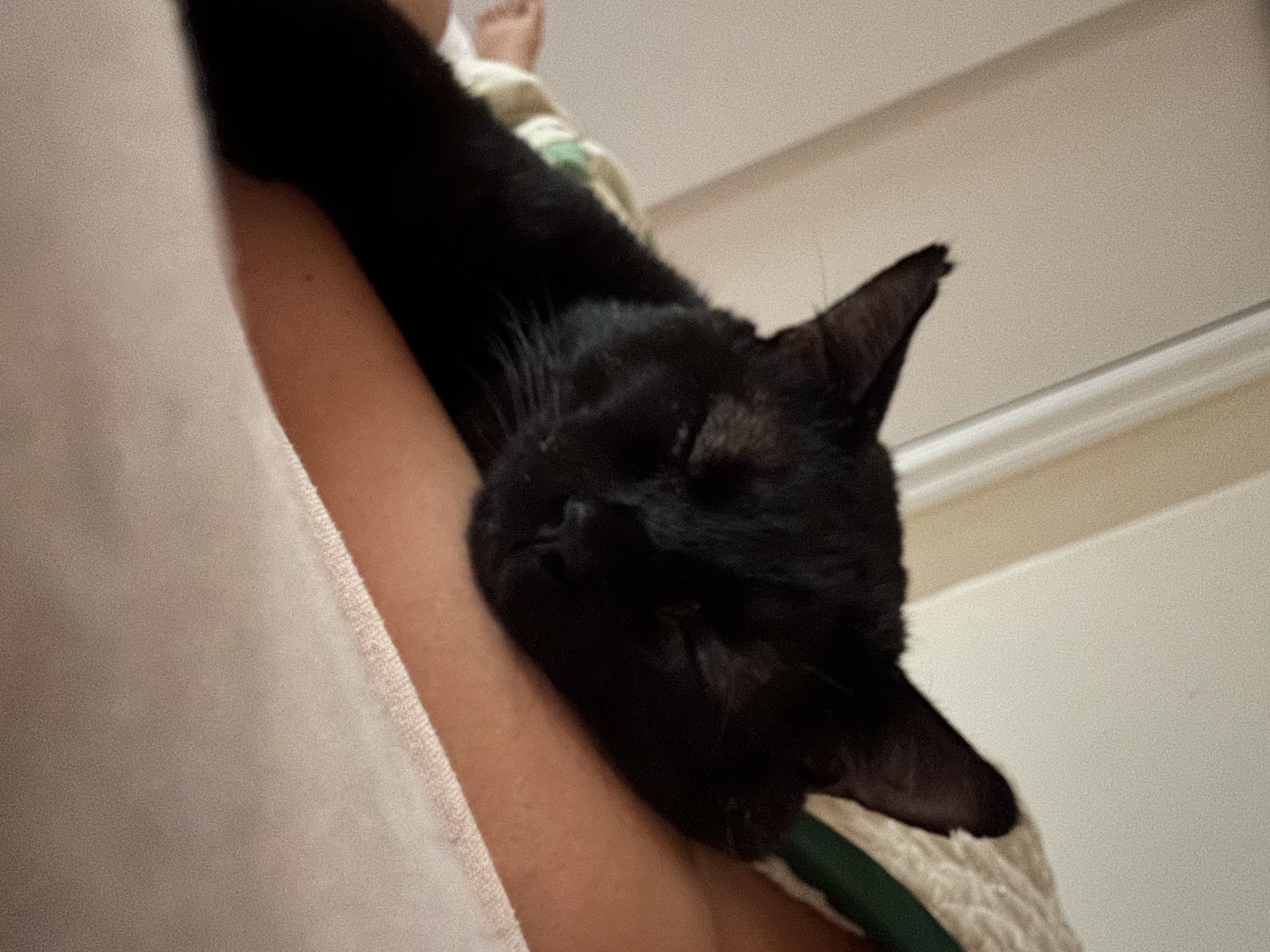 Enlarge Scarface, a Adopted Domestic Short Hair in Brooklyn, NY image 5/7