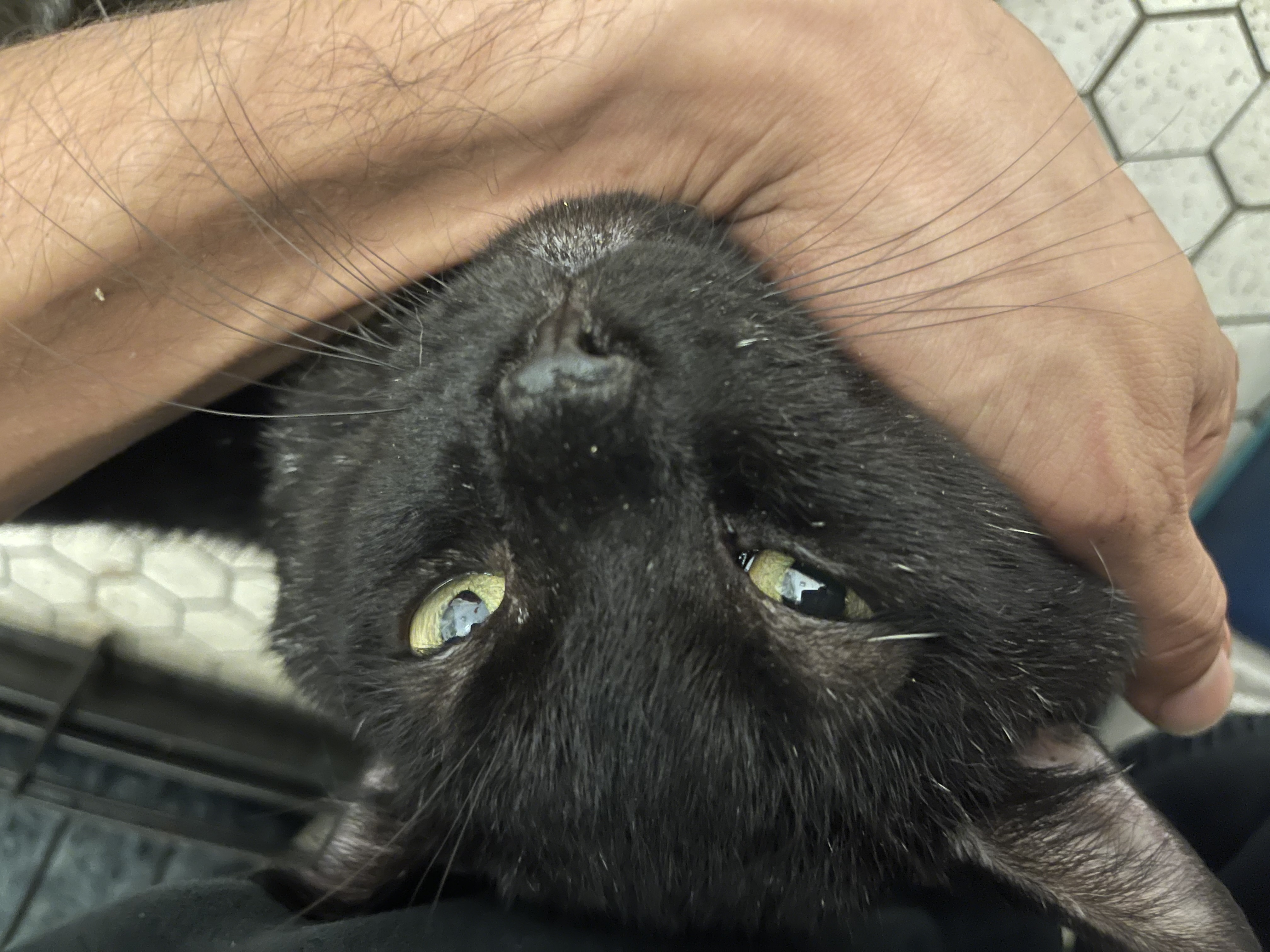 Enlarge Scarface, a Adopted Domestic Short Hair in Brooklyn, NY image 6/7