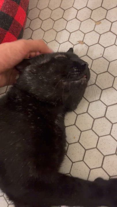 Enlarge Scarface, a Adopted Domestic Short Hair in Brooklyn, NY video 7/7