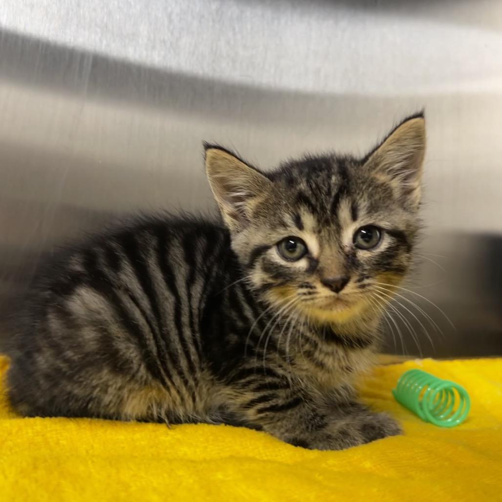 Floyd, Adoptable, Kitten Male Domestic Short Hair.