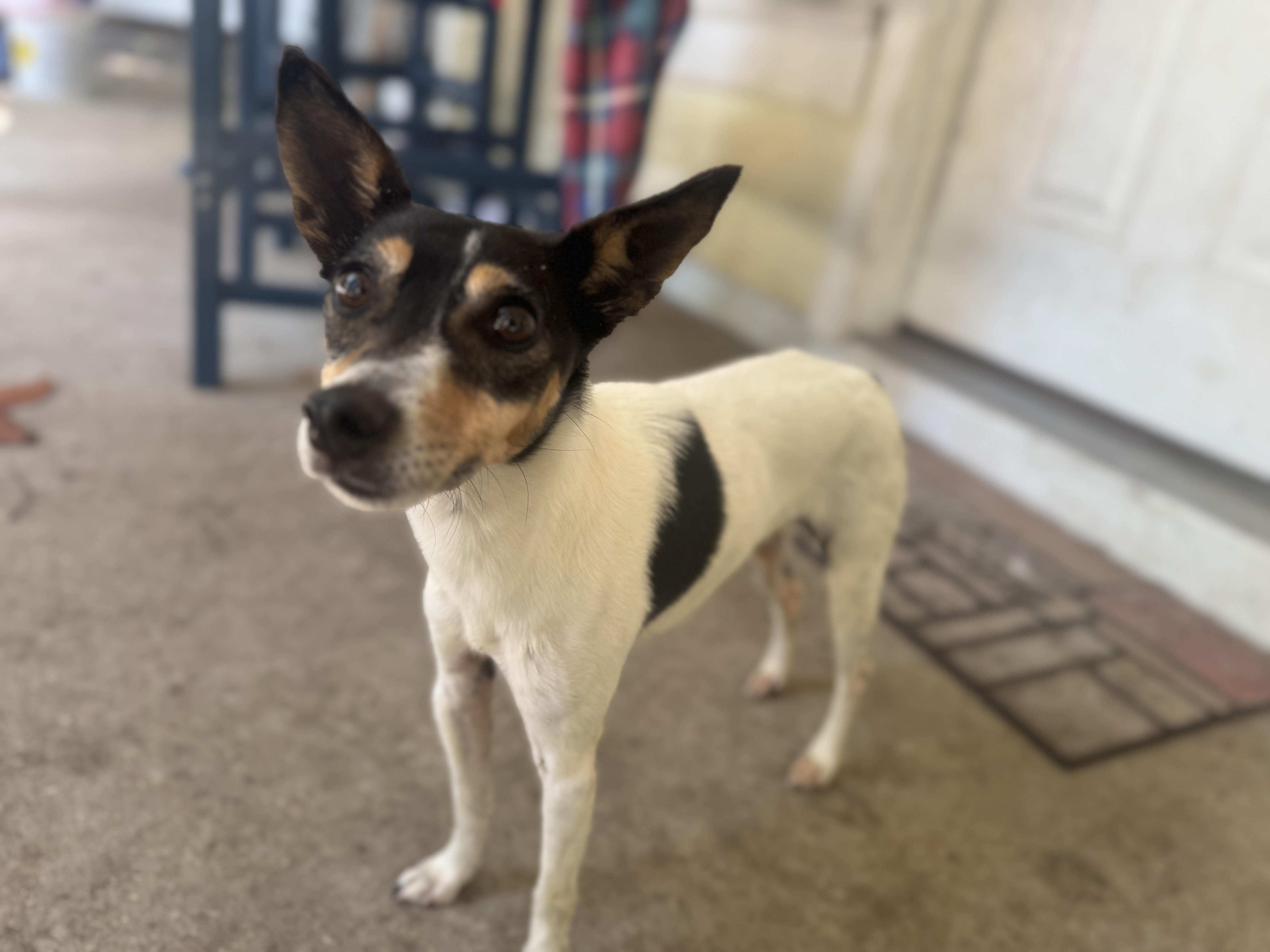 Enlarge Eri, a ADOPTABLE Jack Russell Terrier in Navarre, FL image 5/6