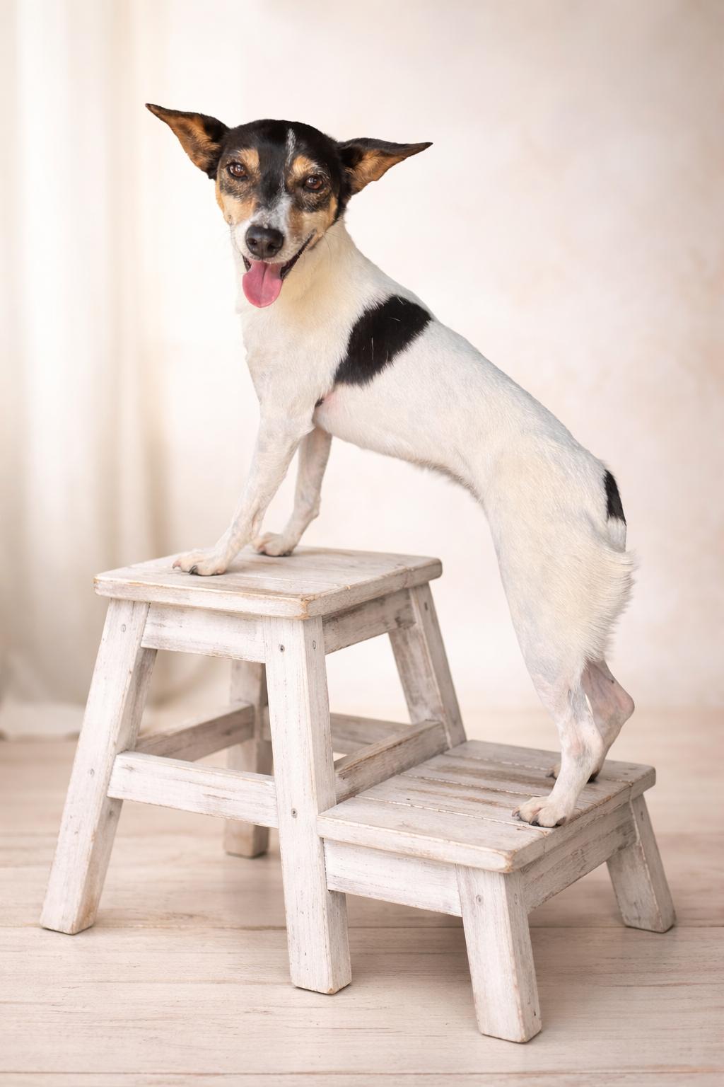 Enlarge Eri, a ADOPTABLE Jack Russell Terrier in Navarre, FL image 2/6