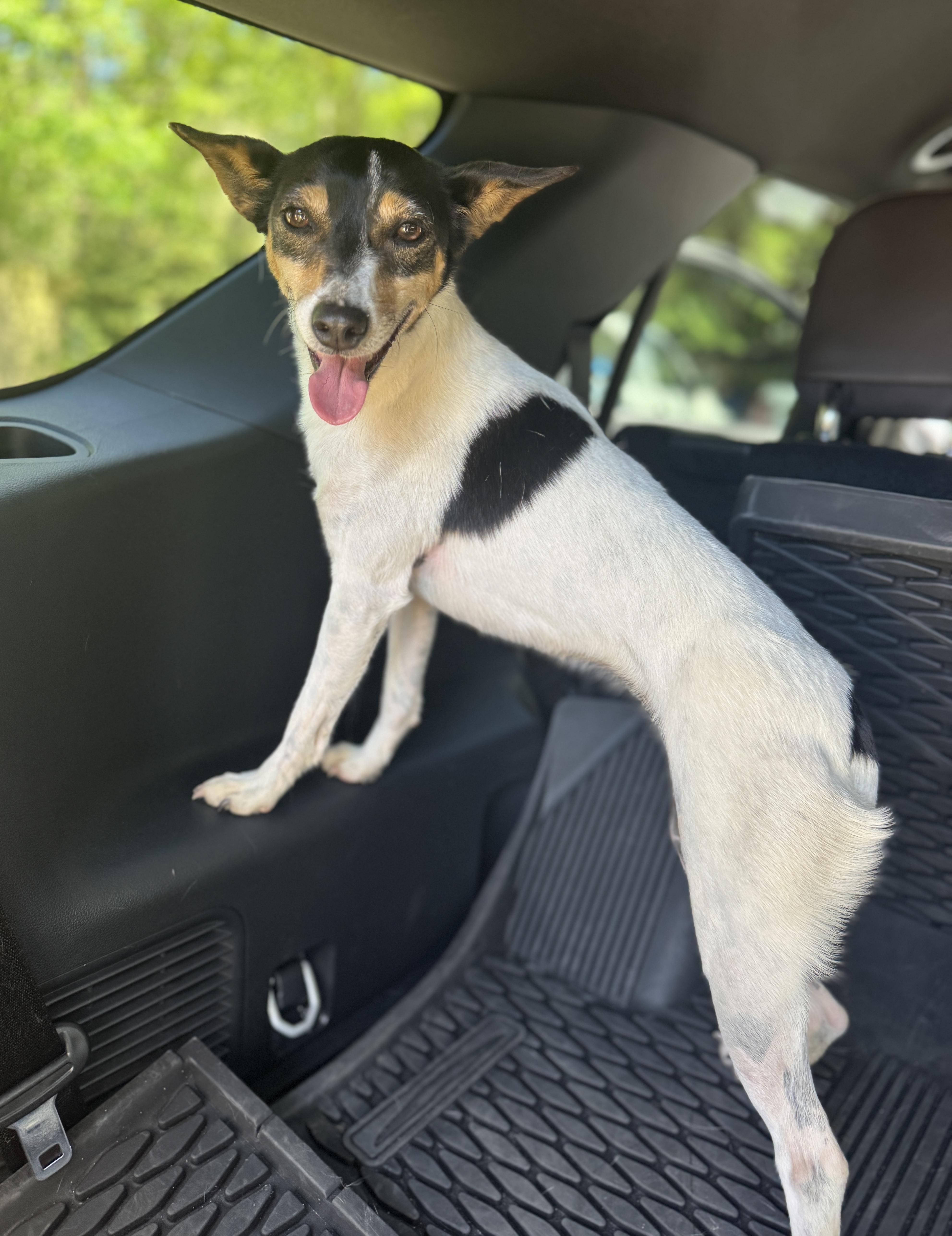 Enlarge Eri, a ADOPTABLE Jack Russell Terrier in Navarre, FL image 6/6