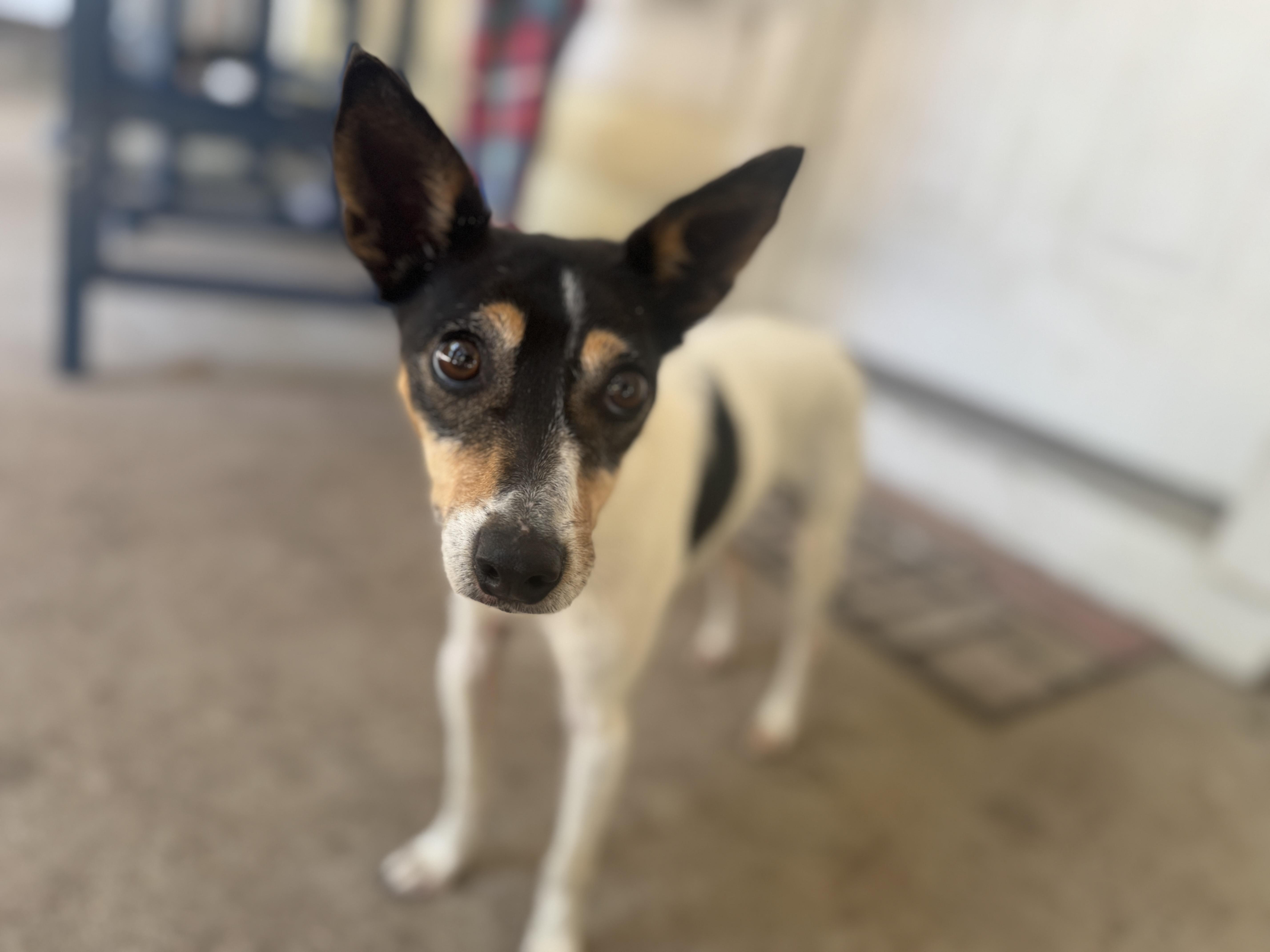 Enlarge Eri, a ADOPTABLE Jack Russell Terrier in Navarre, FL image 3/6