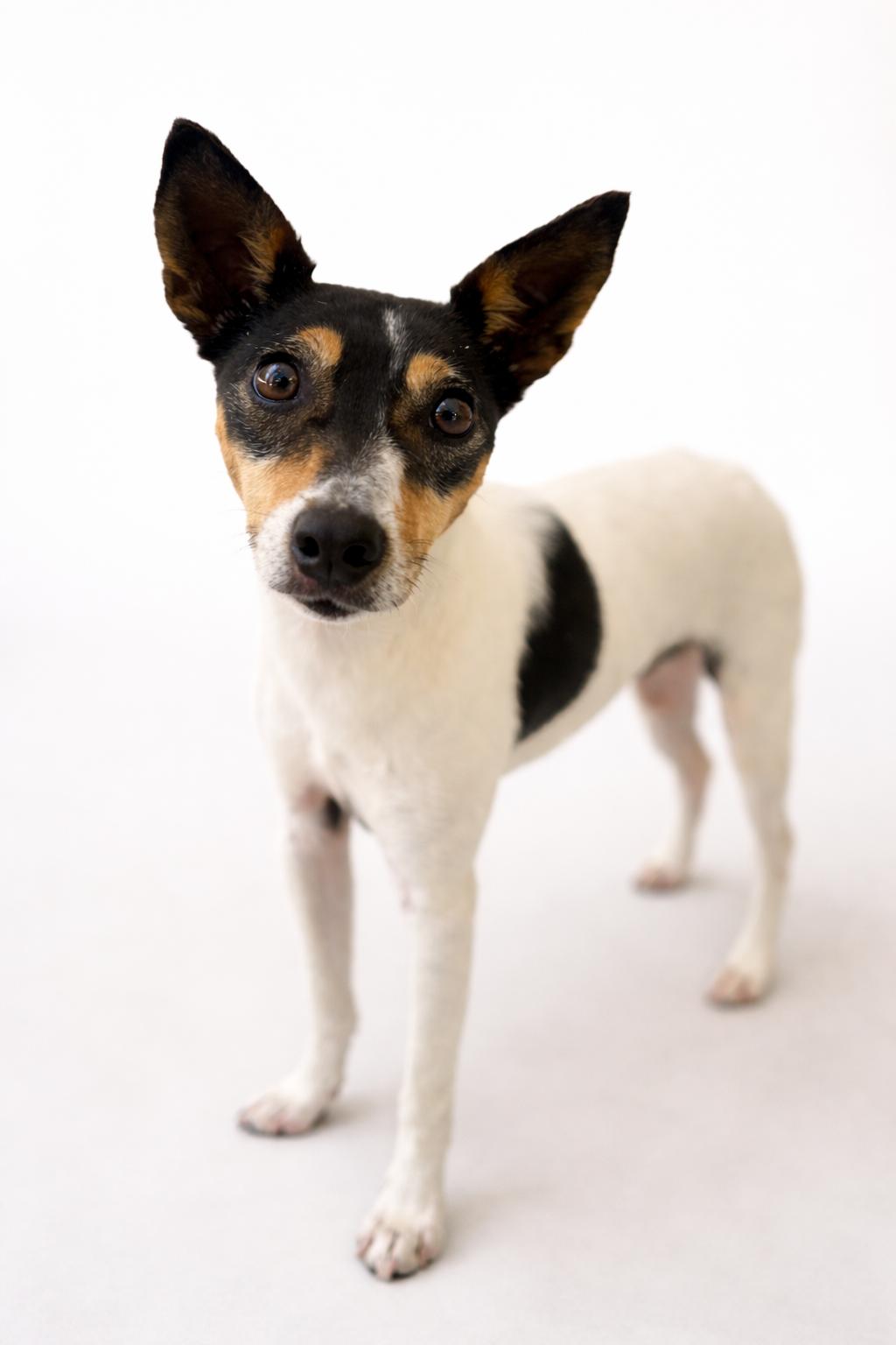 Enlarge Eri, a ADOPTABLE Jack Russell Terrier in Navarre, FL image 1/6