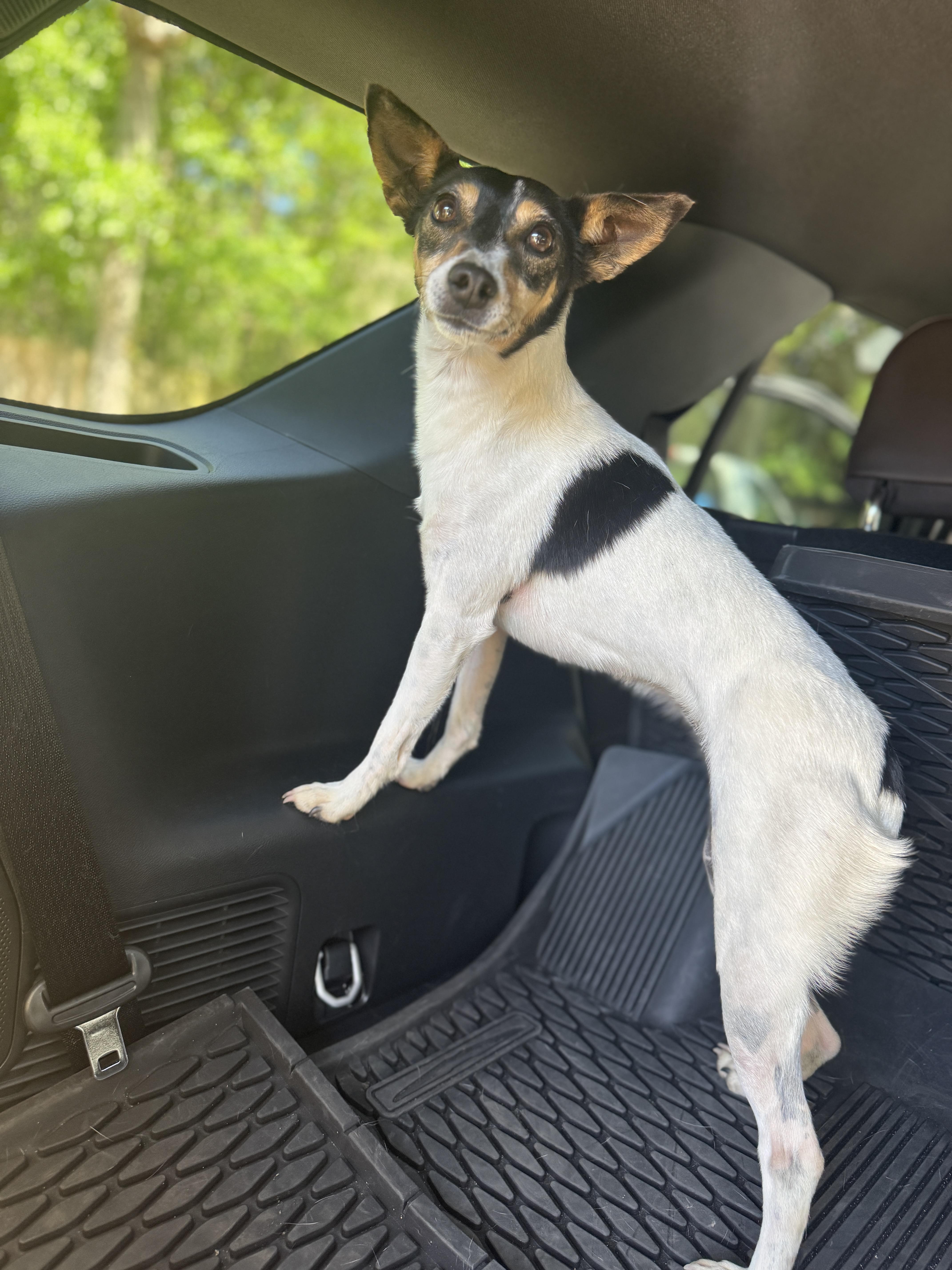 Enlarge Eri, a ADOPTABLE Jack Russell Terrier in Navarre, FL image 4/6