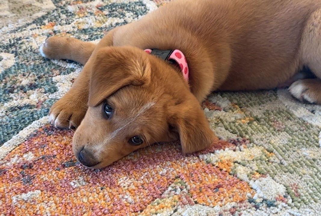 Jackie (FTF Only), Adoptable, Puppy Female Mixed Breed.