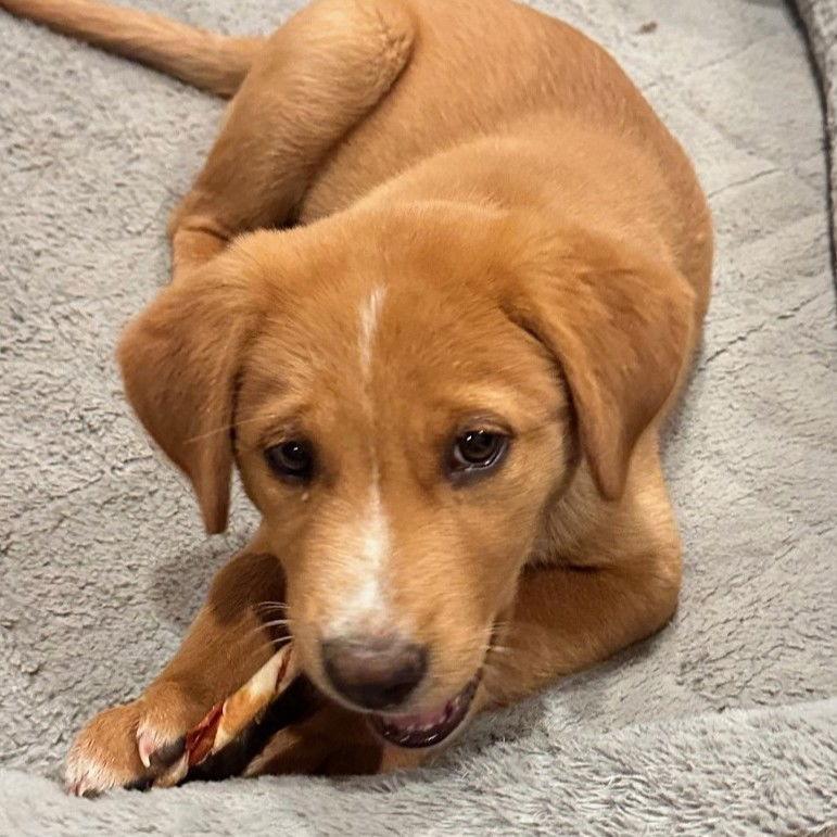 Jackie, Adoptable, Puppy Female Mixed Breed.