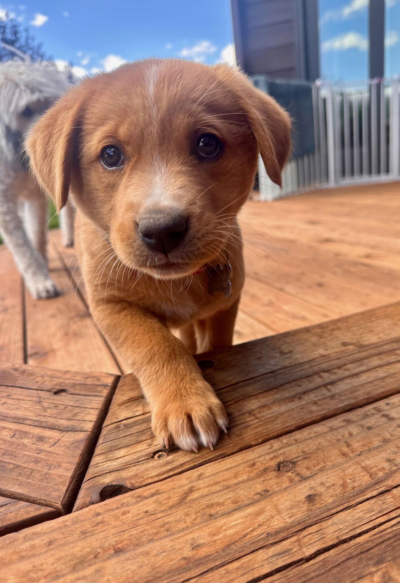 Jackie, a Adoptable Mixed Breed in Laramie, WY image 3/3