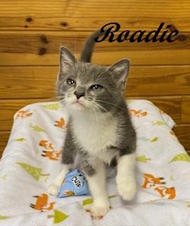 Enlarge Roadie - sweet boy rescued after crossing Route 211, a Adoptable Domestic Short Hair in Raleigh, NC image 4/4