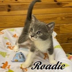 Roadie - sweet boy rescued after crossing Route 211, Adoptable, Kitten Male Domestic Short Hair.