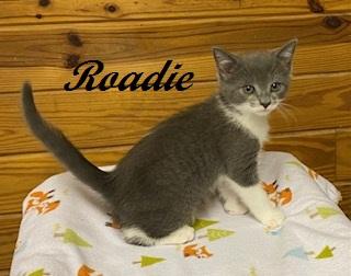Enlarge Roadie - sweet boy rescued after crossing Route 211, a Adoptable Domestic Short Hair in Raleigh, NC image 2/4