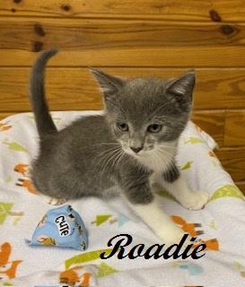 Enlarge Roadie - sweet boy rescued after crossing Route 211, a Adoptable Domestic Short Hair in Raleigh, NC image 3/4