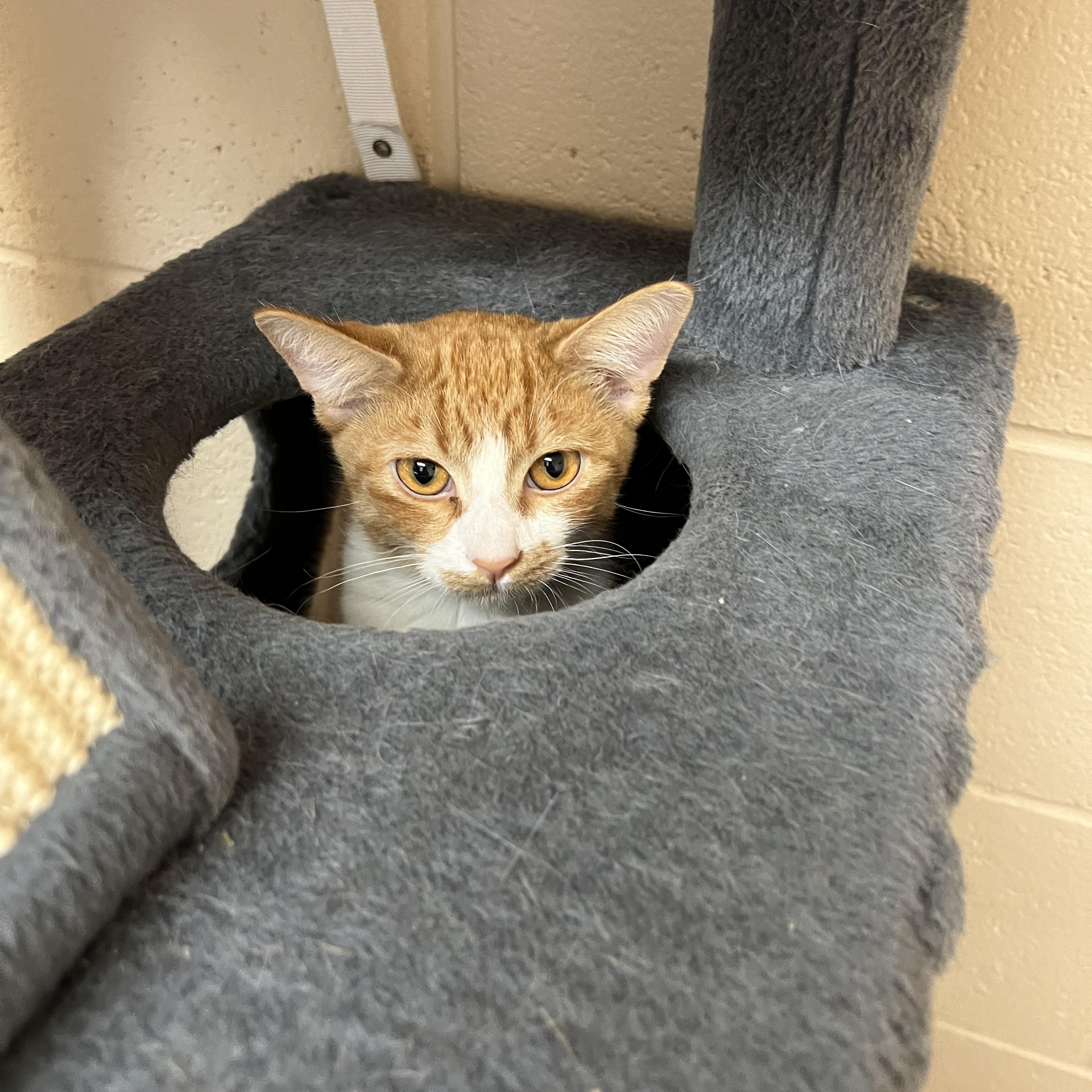 Enlarge Marlin, a Adoptable Domestic Short Hair in Washington, UT image 1/1