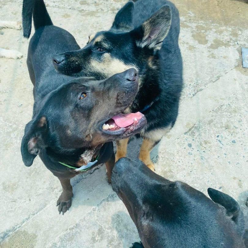 Enlarge Pawblito, a Adoptable mixed breed in Palm Desert, CA image 1/6