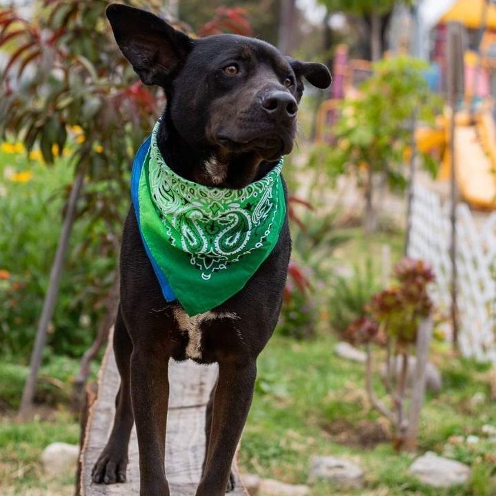 Enlarge Pawblito, a Adoptable mixed breed in Palm Desert, CA image 5/6