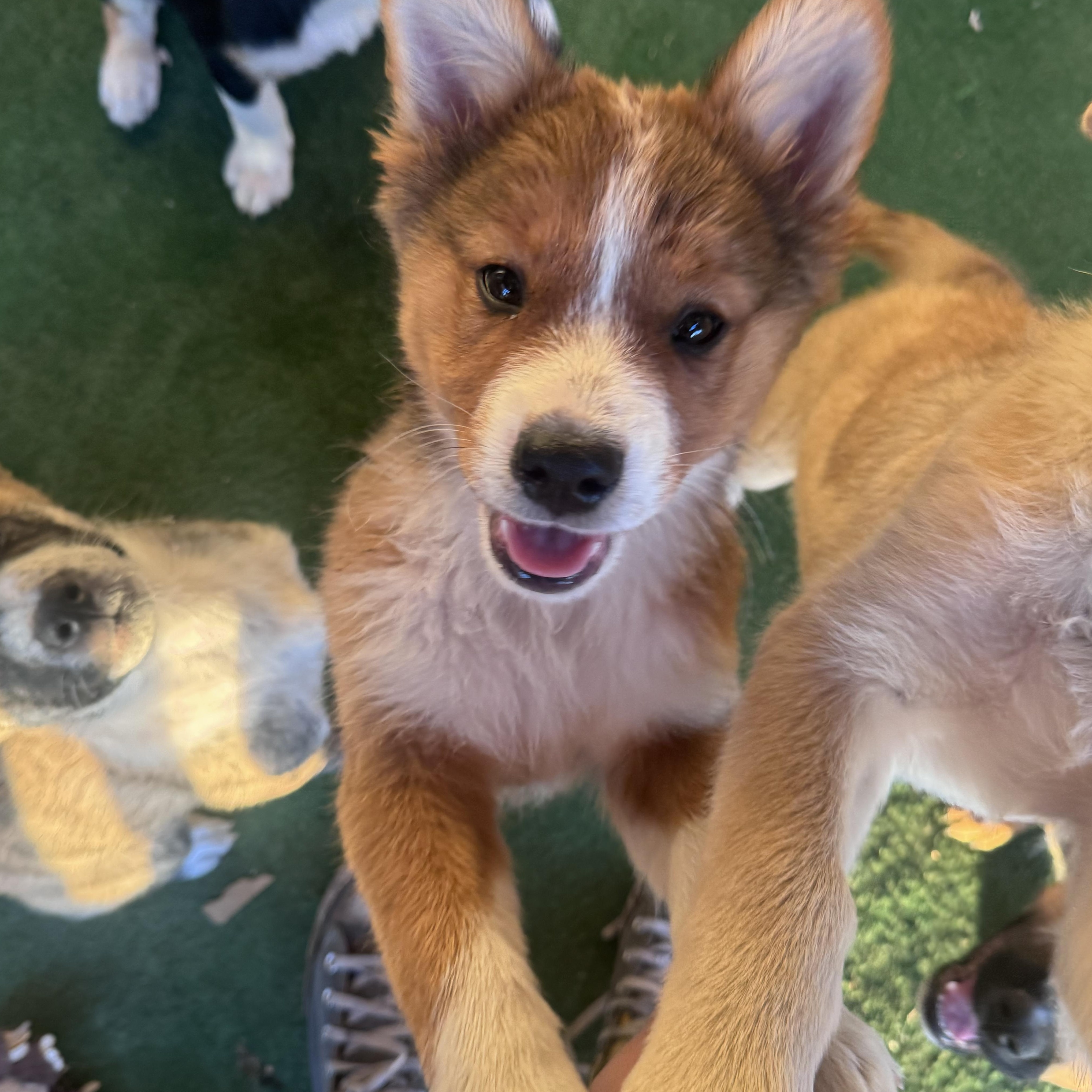 Enlarge Foxy, a other mixed breed in Whittier, CA image 1/4