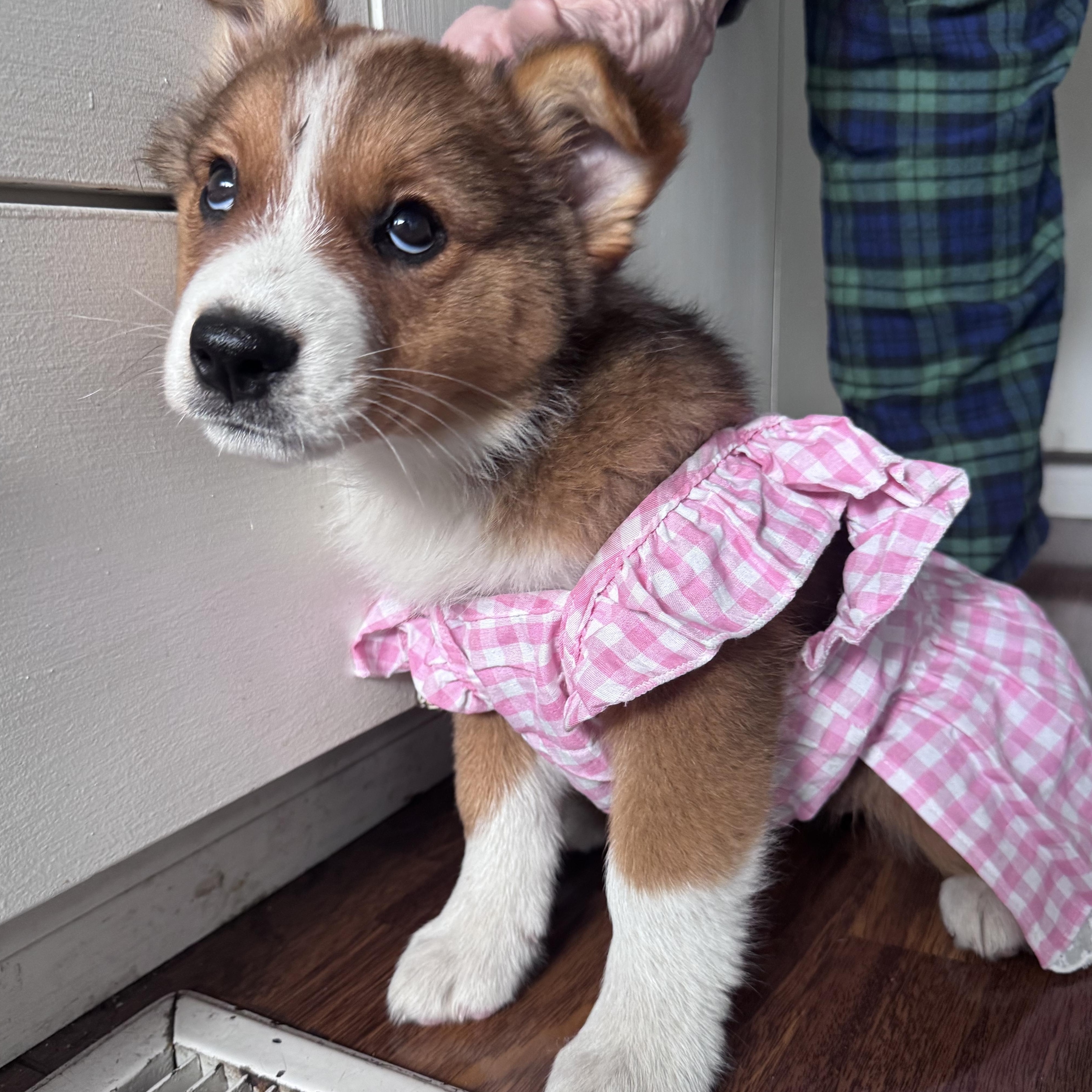 Enlarge Foxy, a other mixed breed in Whittier, CA image 3/4