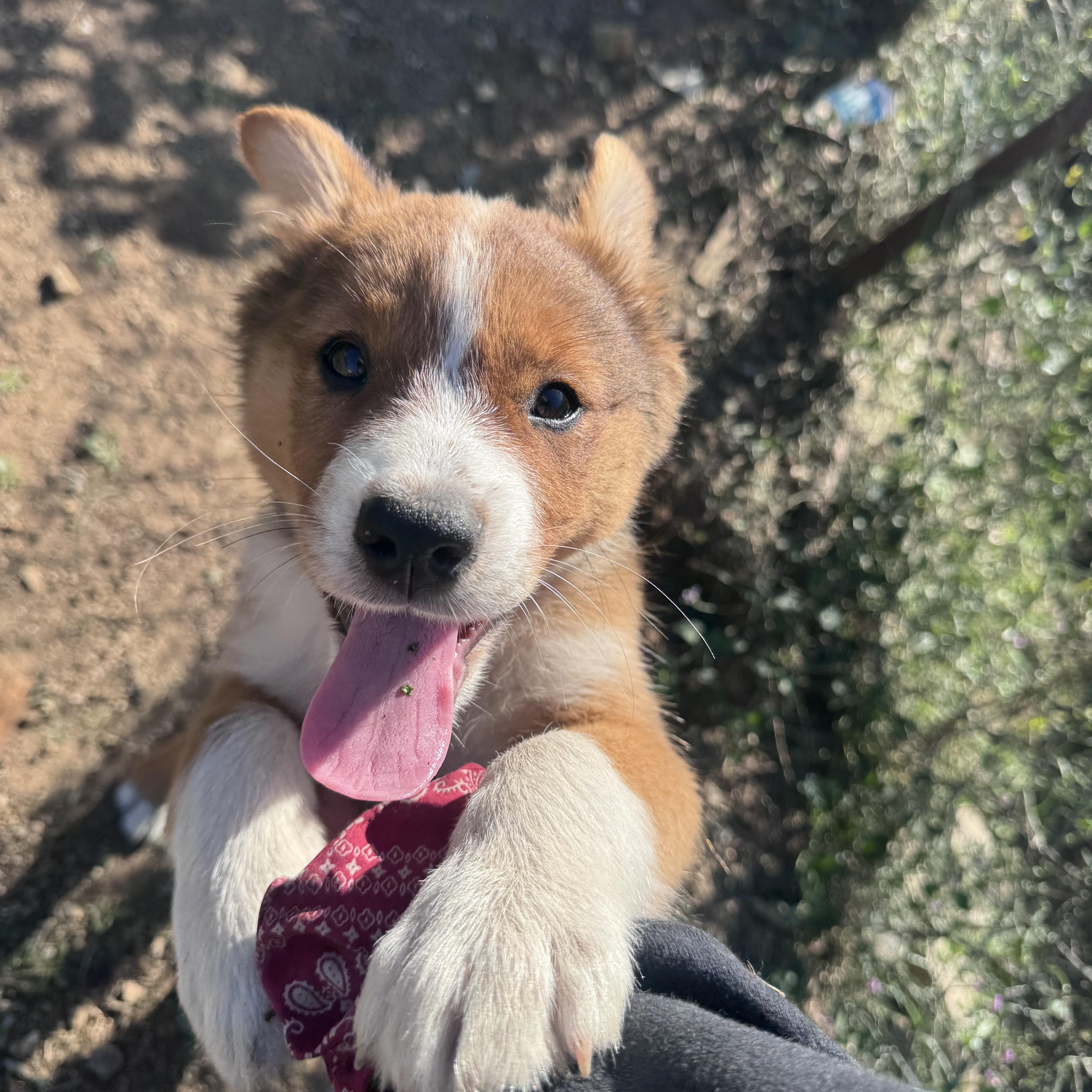Enlarge Foxy, a other mixed breed in Whittier, CA image 4/4