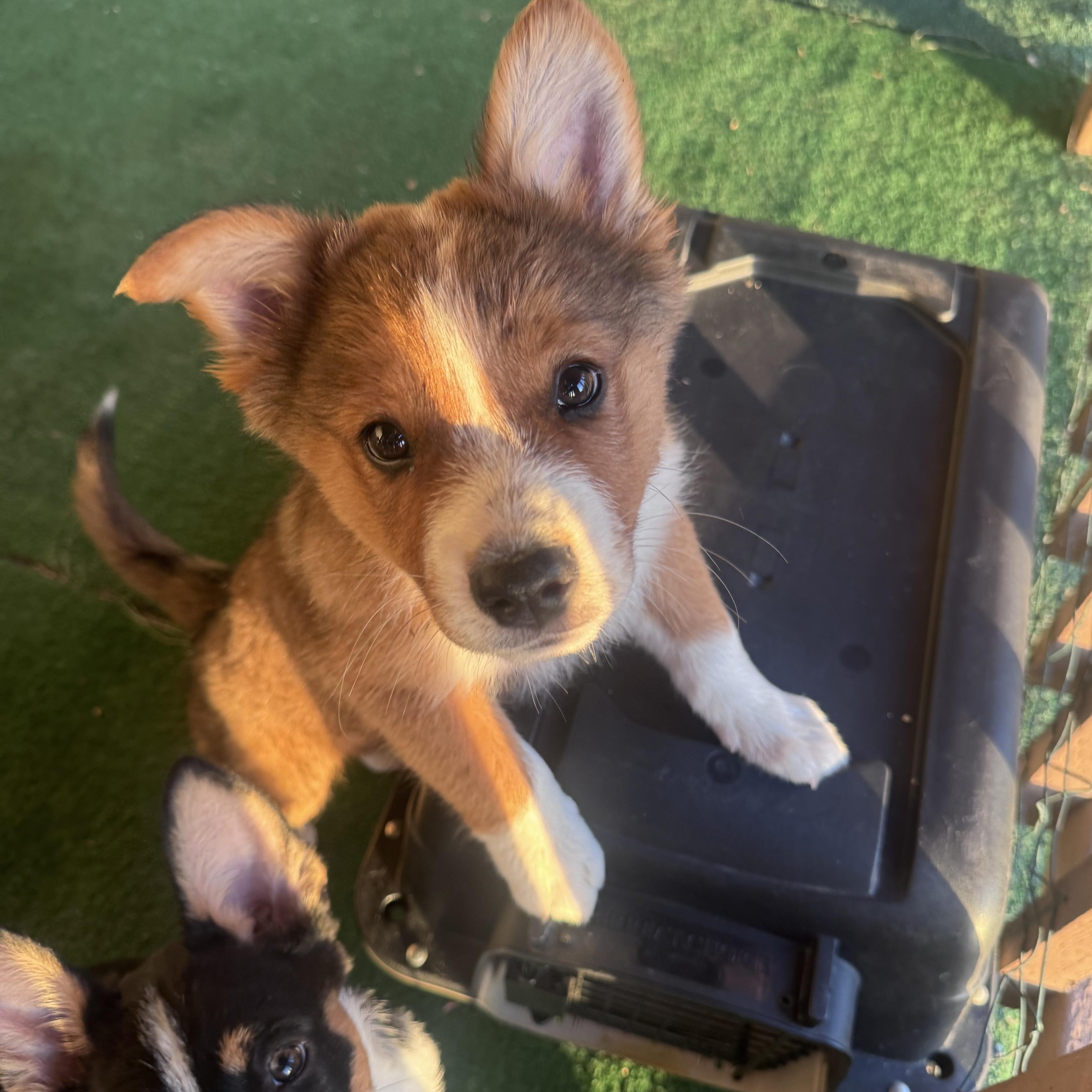 Enlarge Foxy, a other mixed breed in Whittier, CA image 2/4