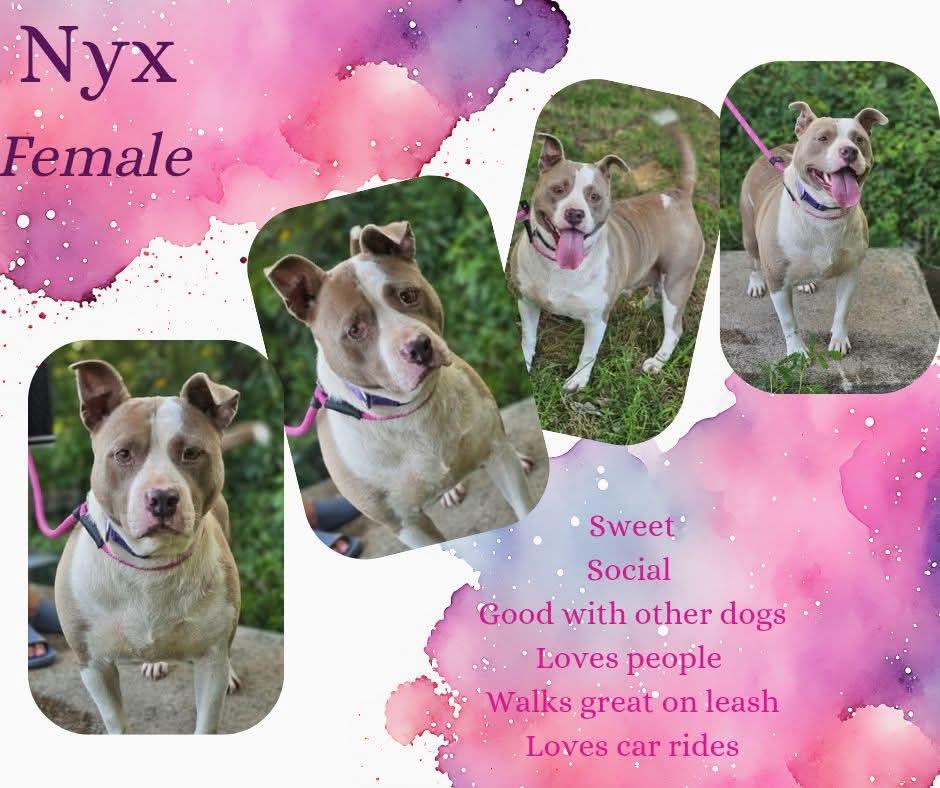 Nyx, Adoptable, Adult Female American Bully.