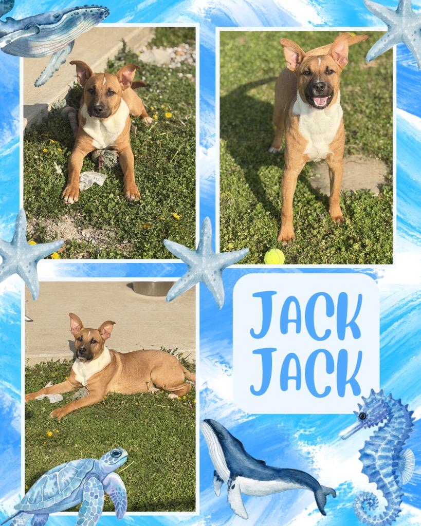 Enlarge Jack Jack, a Adoptable mixed breed in Hopkinsville, KY image 1/2