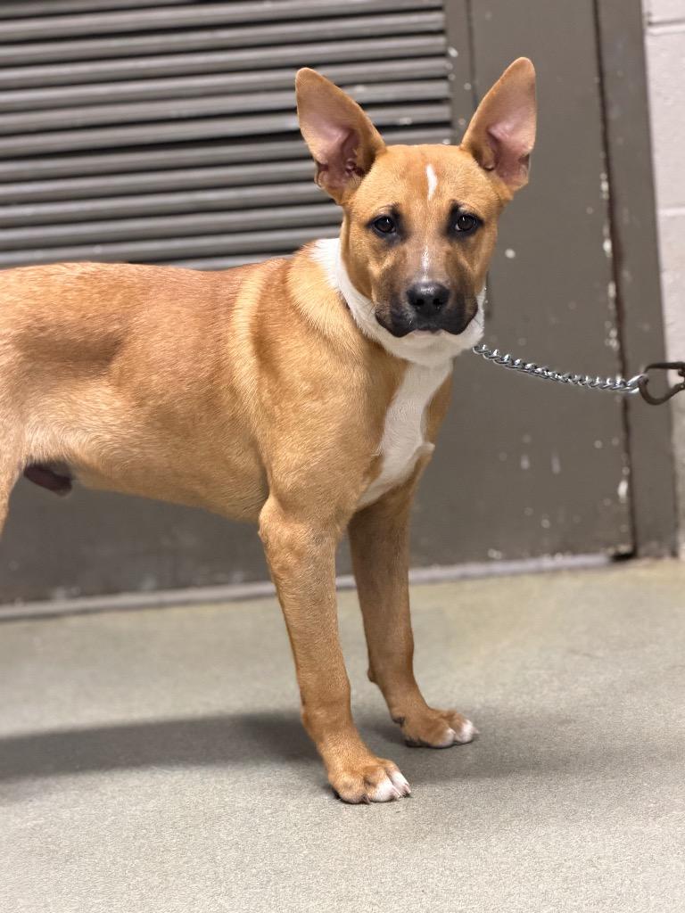 Enlarge Jack Jack, a Adoptable mixed breed in Hopkinsville, KY image 2/2