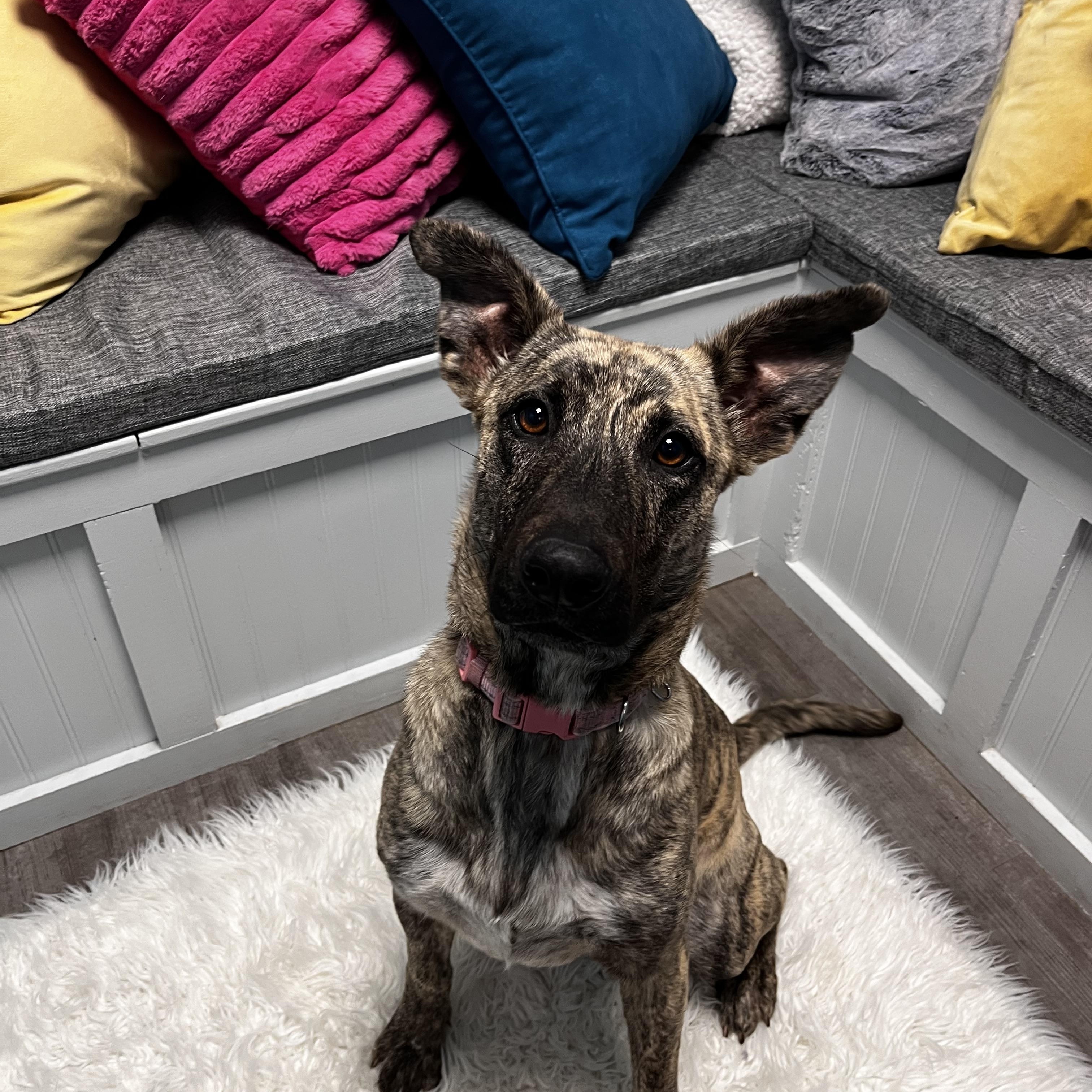 Enlarge Sasha, a Adoptable mixed breed in Cumberland, RI image 2/5