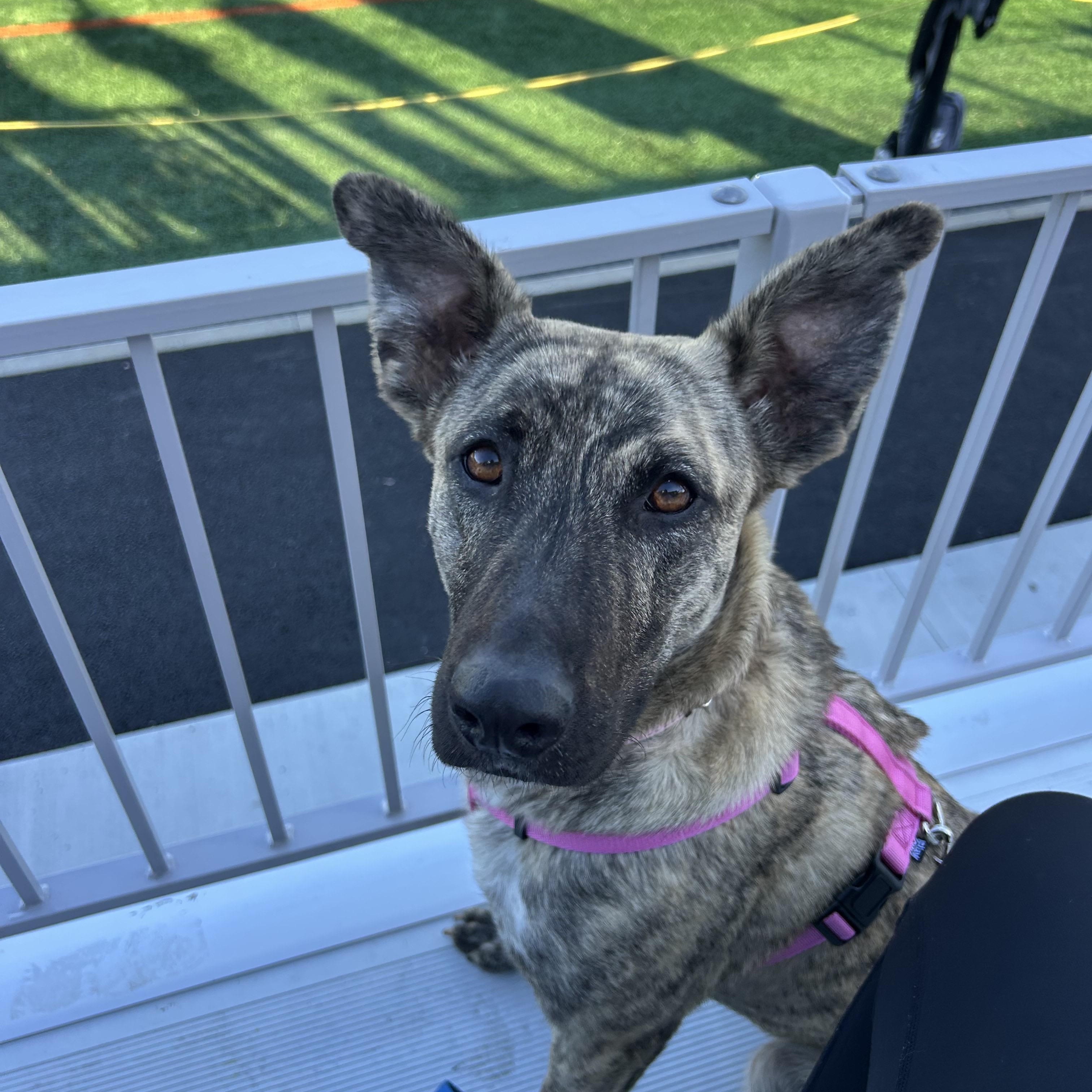 Enlarge Sasha, a Adoptable mixed breed in Cumberland, RI image 3/5