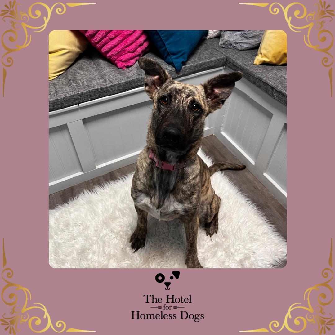 Sasha, Adoptable, Adult Female Shepherd & Mixed Breed.