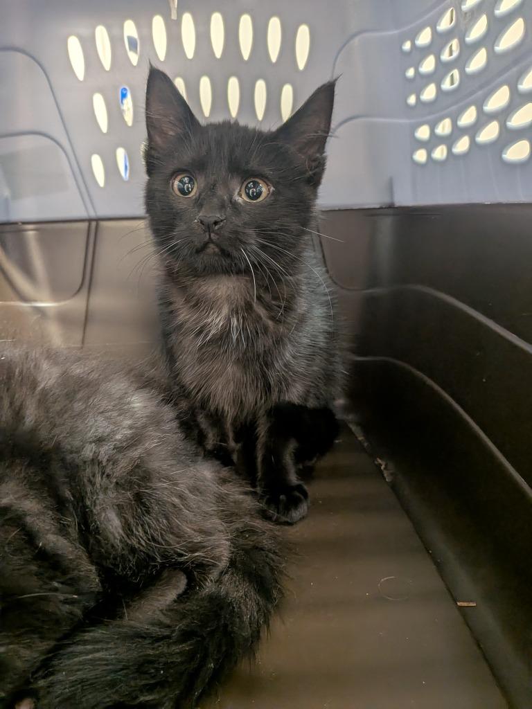 Cobweb, Adoptable, Kitten Female Domestic Medium Hair.