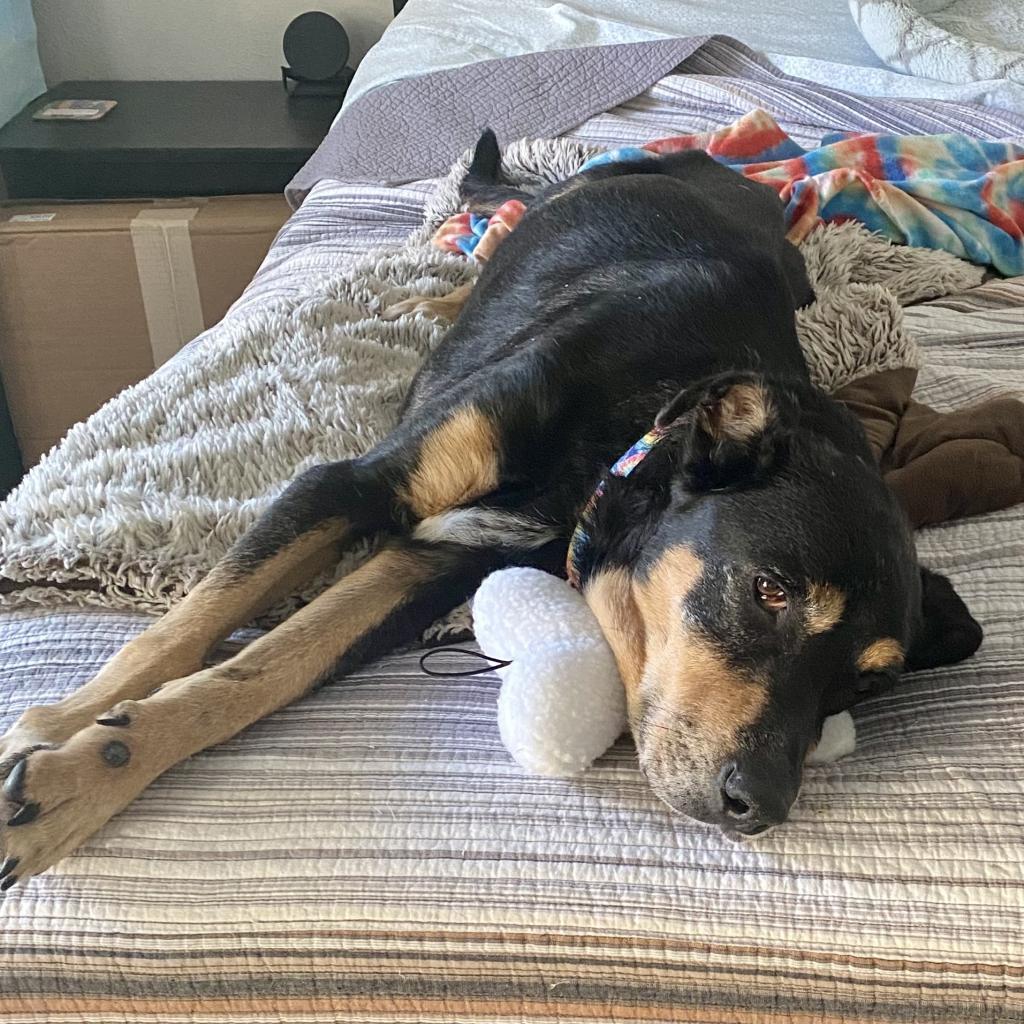 Addie, Adoptable, Senior Female Hound.