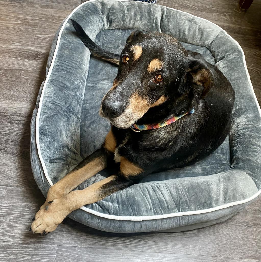 Enlarge Addie, a Adoptable Hound in Dallas, TX image 2/3