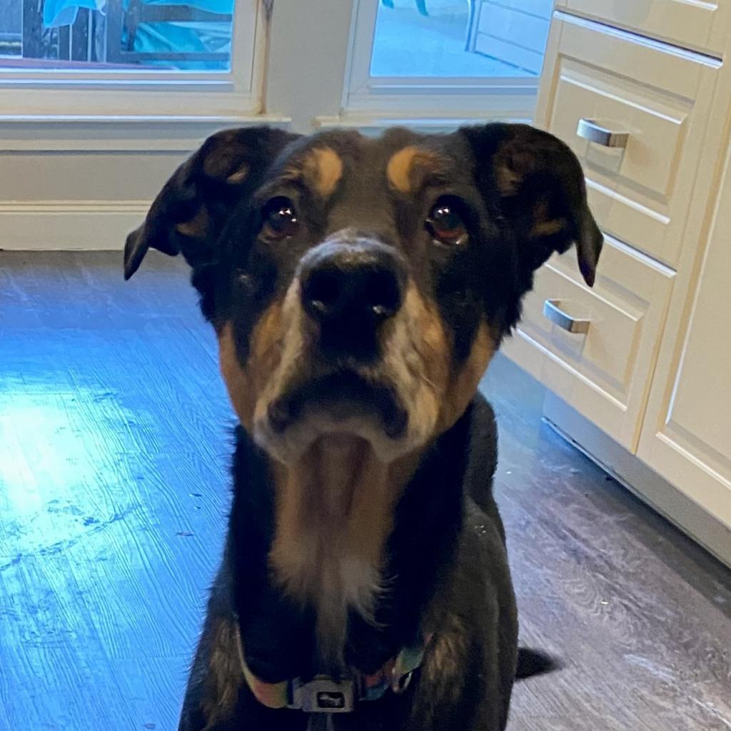 Enlarge Addie, a Adoptable Hound in Dallas, TX image 3/3