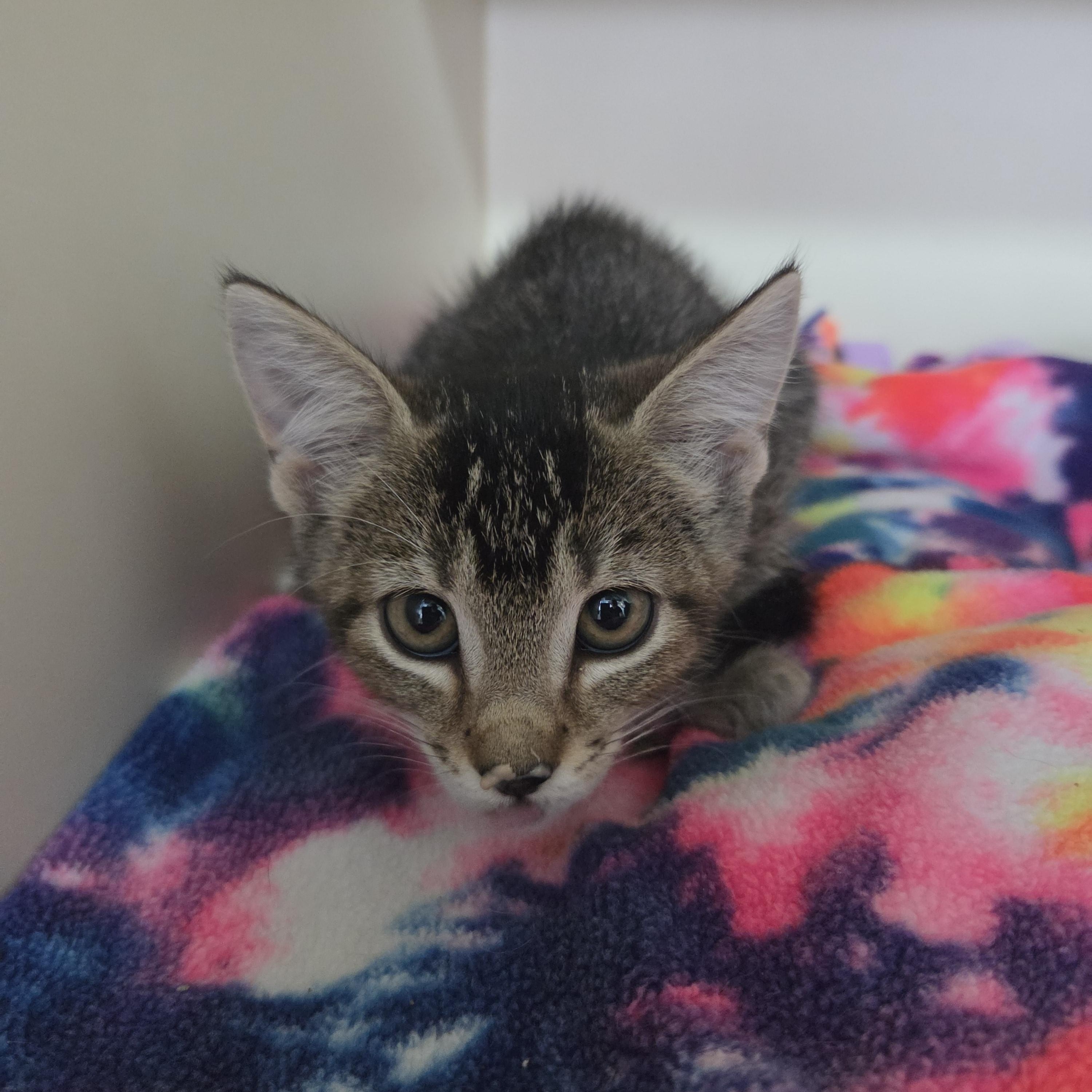Enlarge Phalanges, a Adopted Domestic Short Hair in Brookings, SD image 1/1