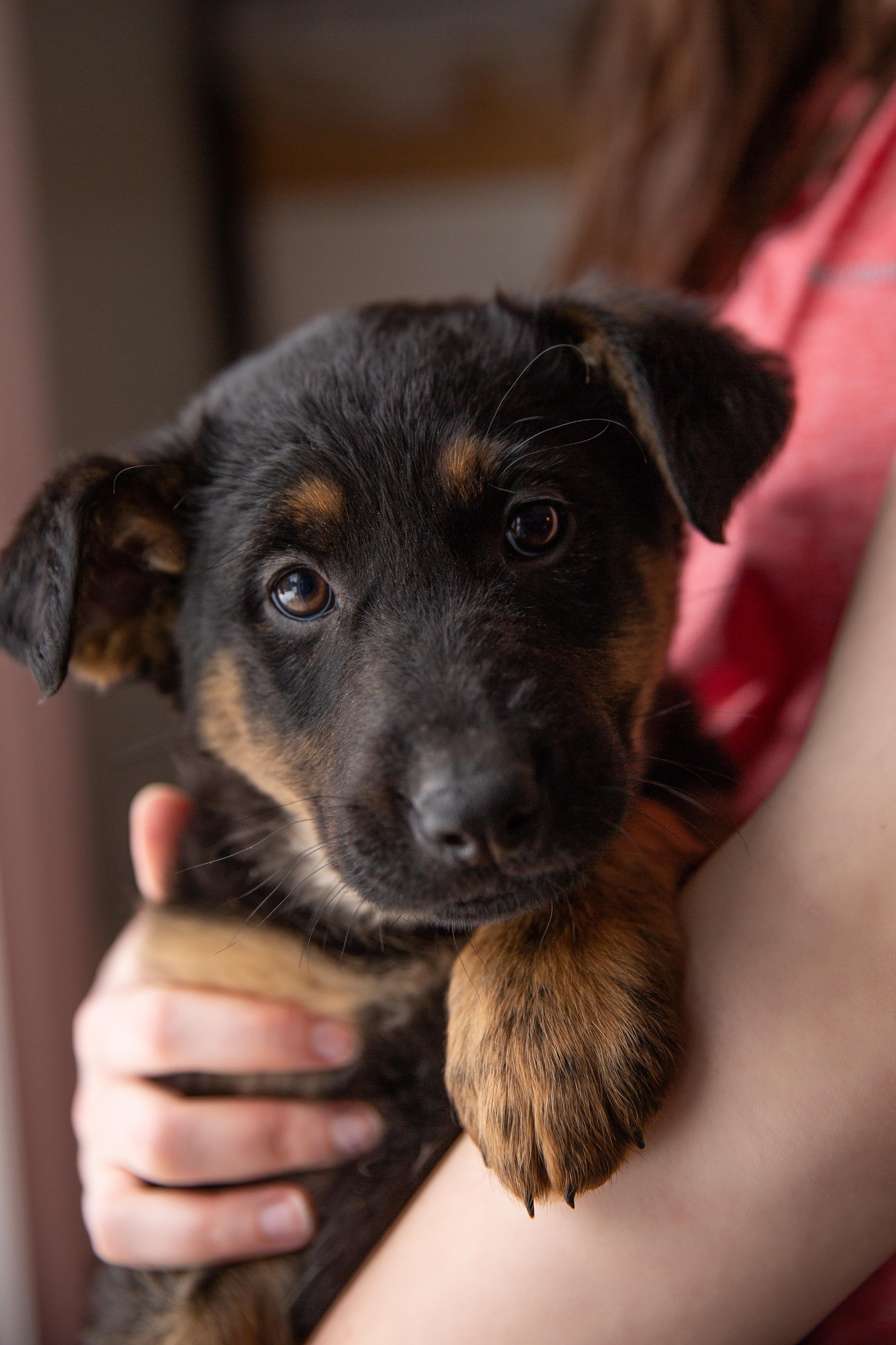 Gemma, an adopted Mixed Breed in Chesterville, ON image 6/6