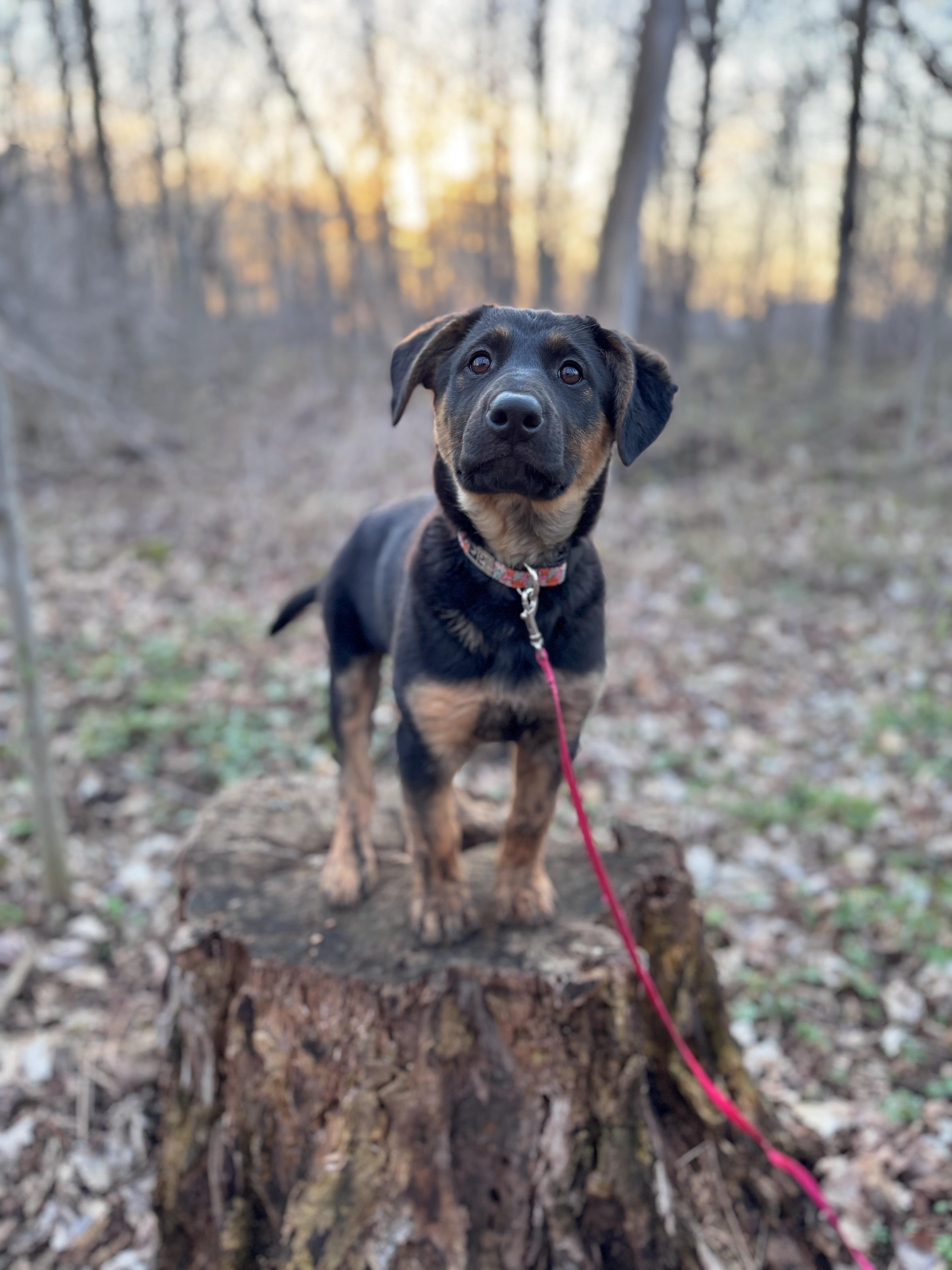 Gemma, adopted, Puppy Female Mixed Breed.