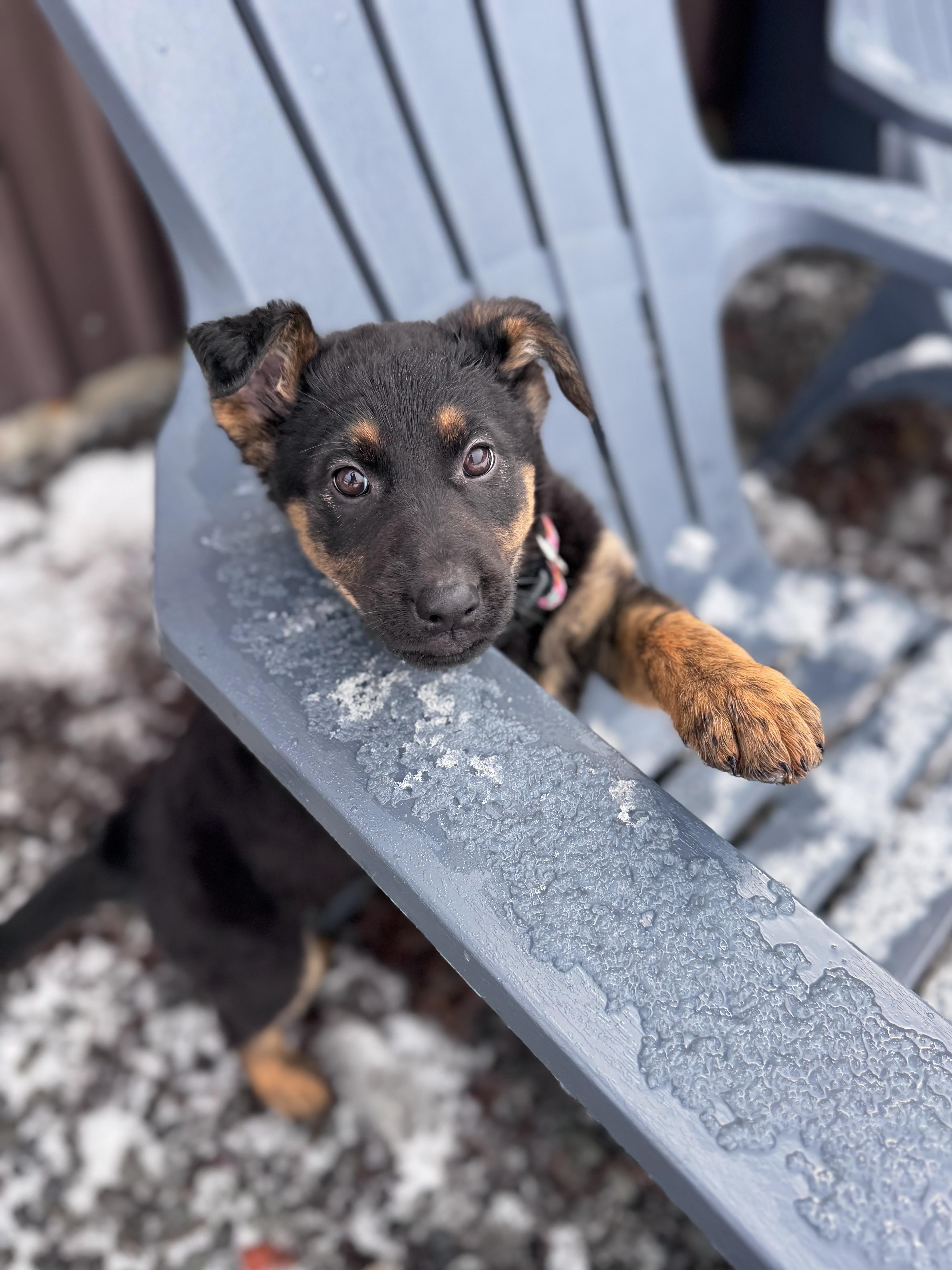 Gemma, an adopted Mixed Breed in Chesterville, ON image 4/6