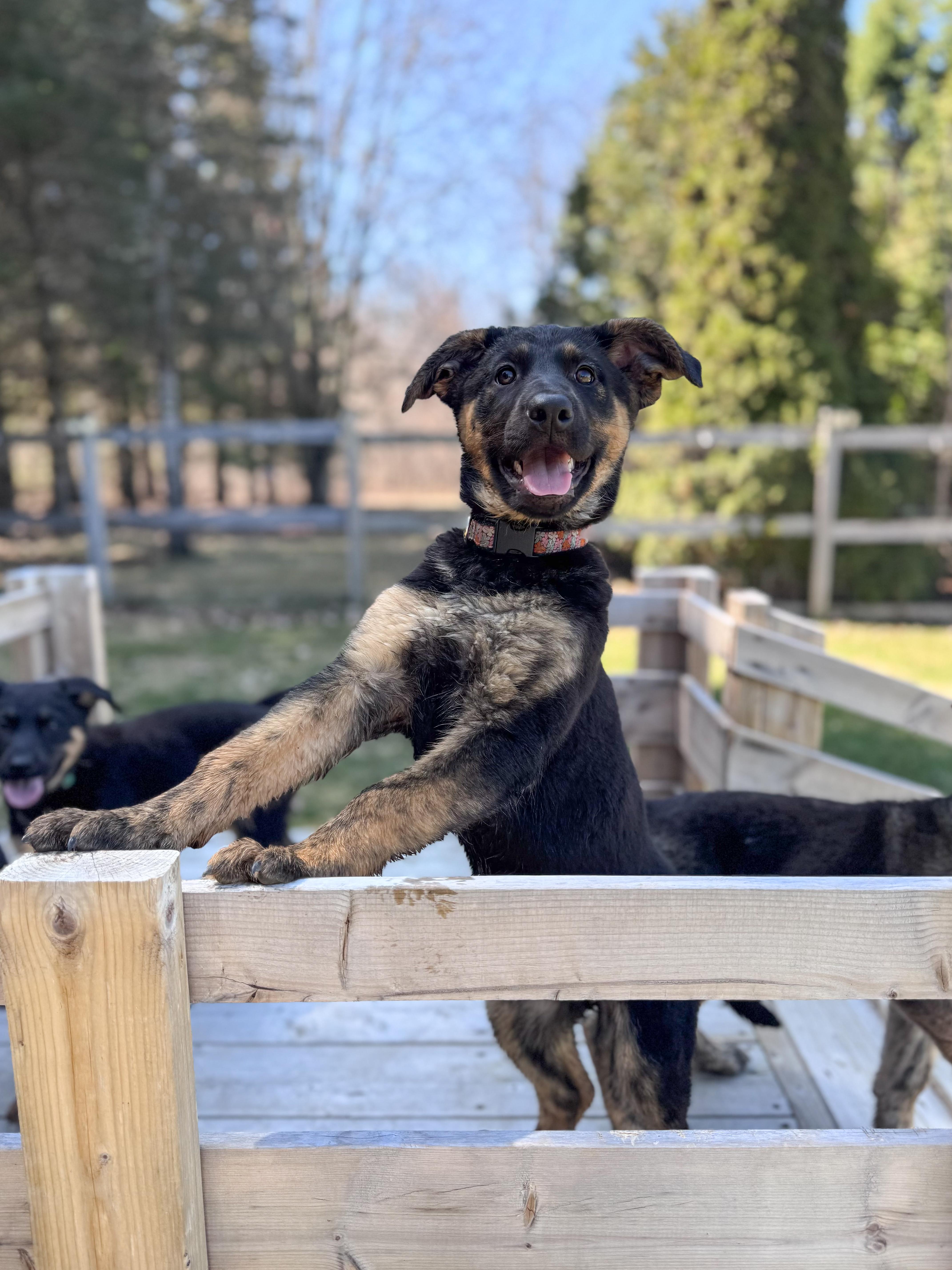 Gemma, an adopted Mixed Breed in Chesterville, ON image 2/6