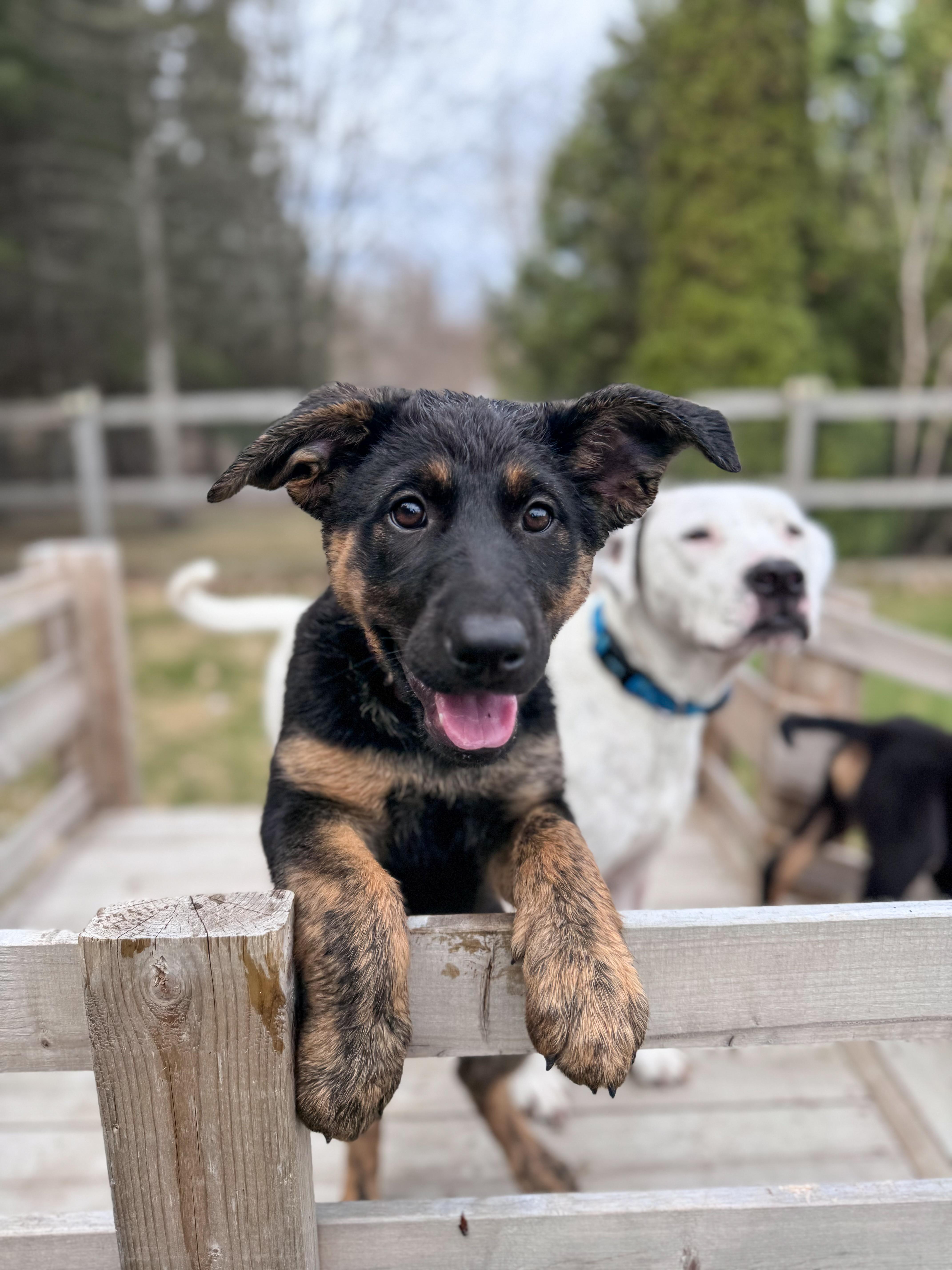 Gemma, an adopted Mixed Breed in Chesterville, ON image 3/6