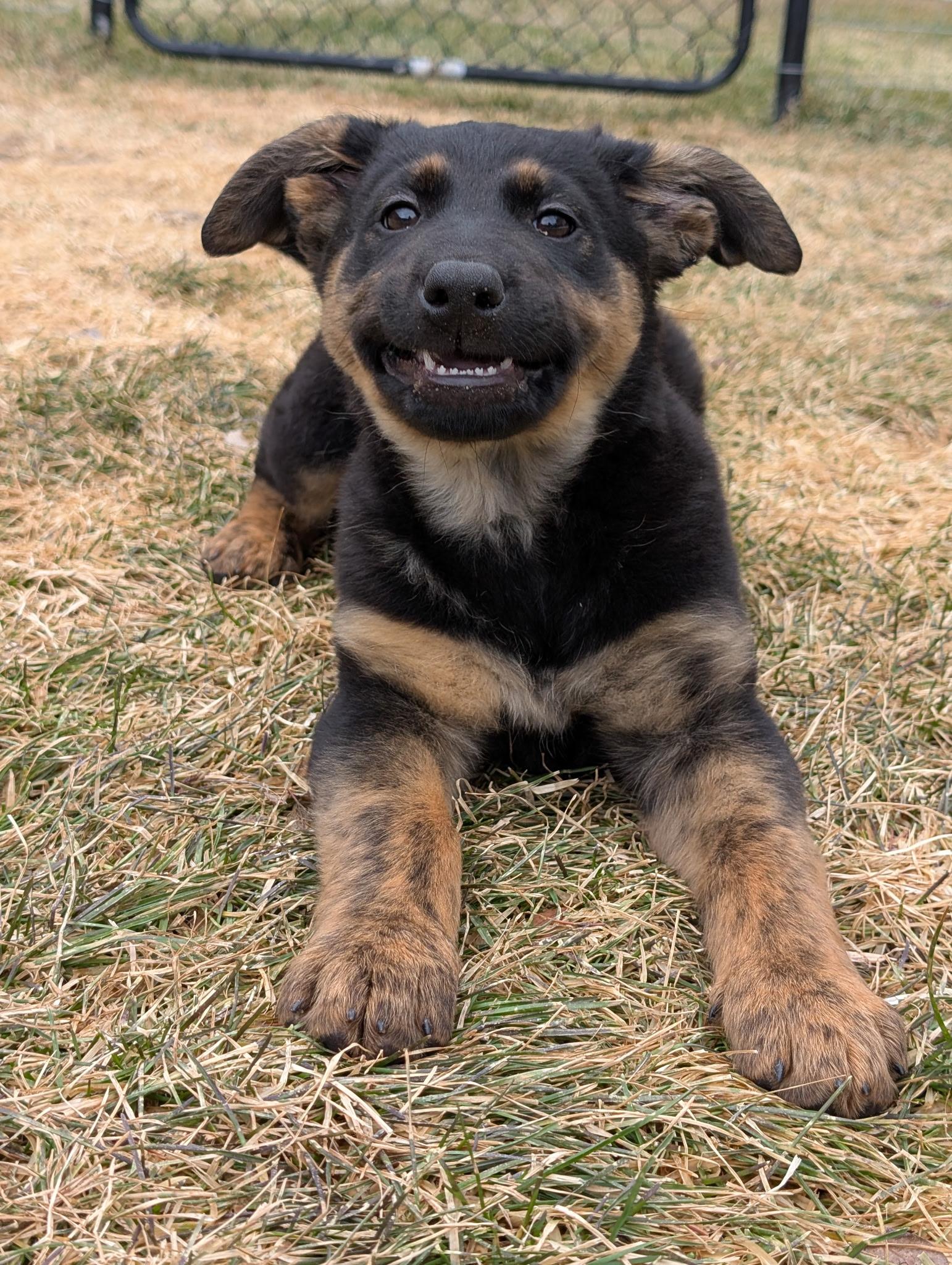 Gemma, an adopted Mixed Breed in Chesterville, ON image 5/6