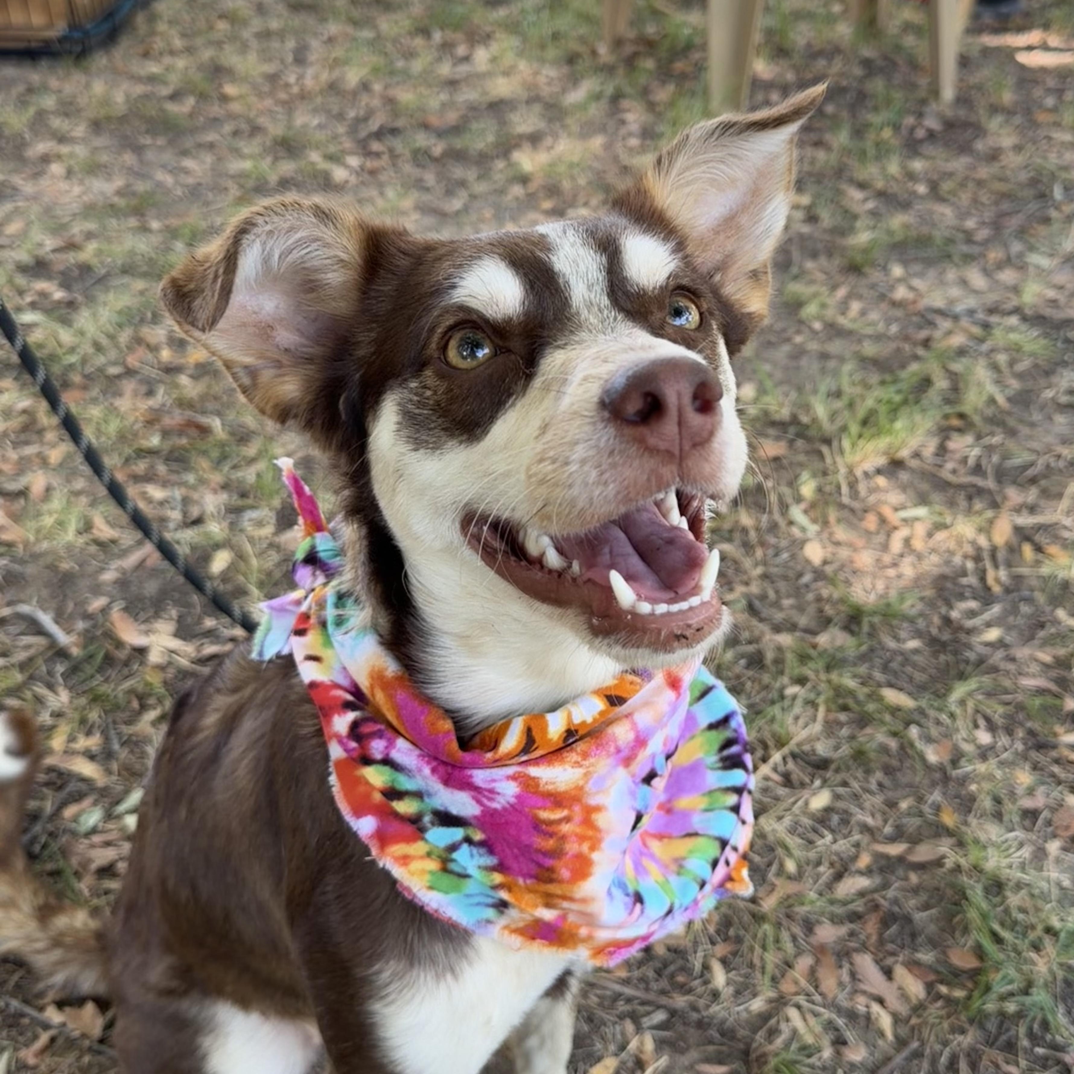 Enlarge Miss Money Penney, a Adopted mixed breed in Toledo, OH image 2/6