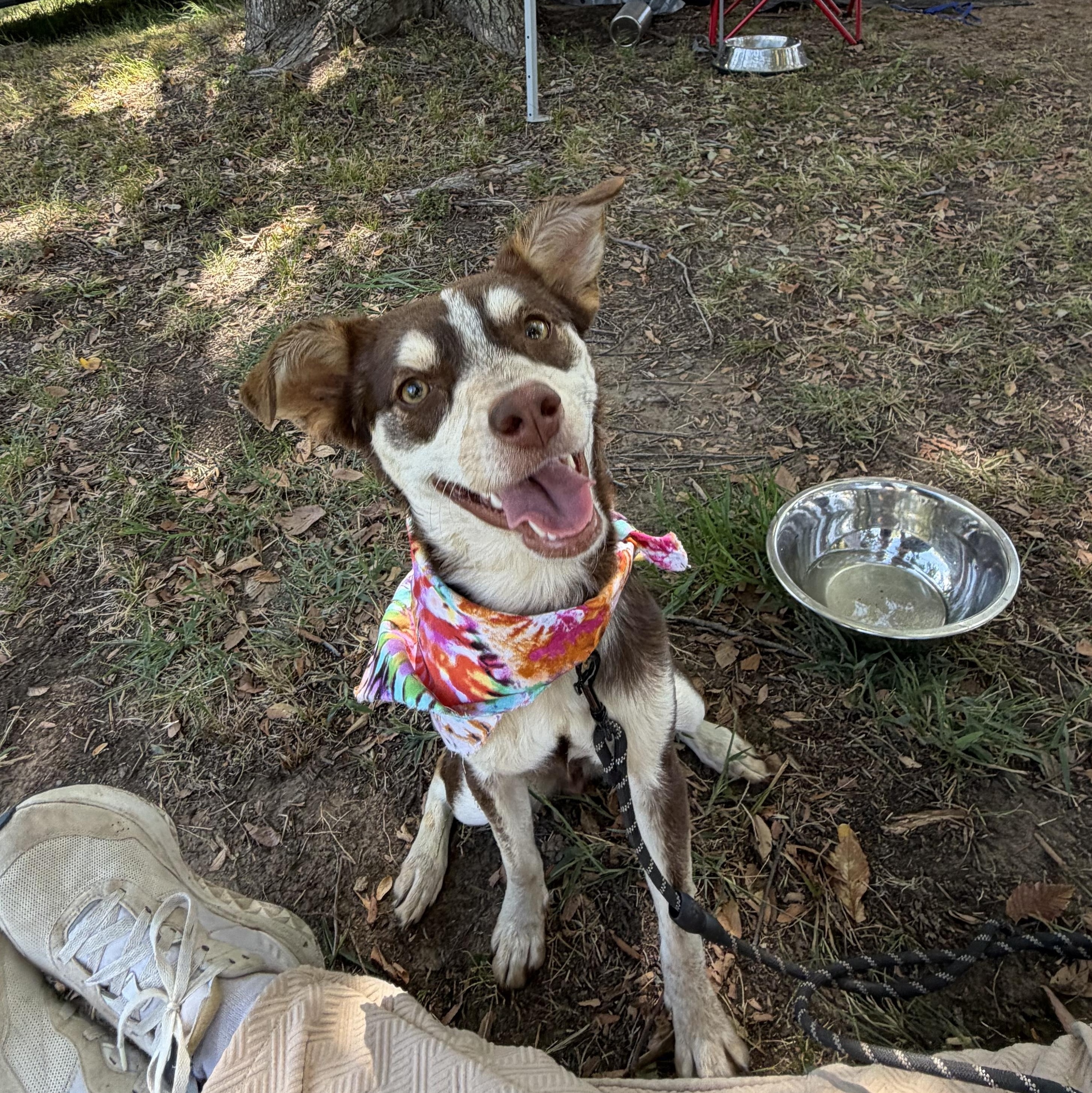 Enlarge Miss Money Penney, a Adopted mixed breed in Toledo, OH image 6/6