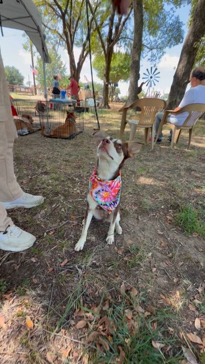 Enlarge Miss Money Penney, a Adopted mixed breed in Toledo, OH video 3/6