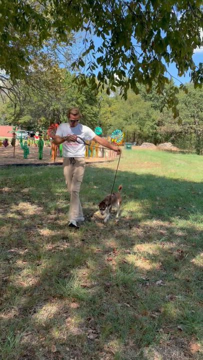 Enlarge Miss Money Penney, a Adopted mixed breed in Toledo, OH video 4/6