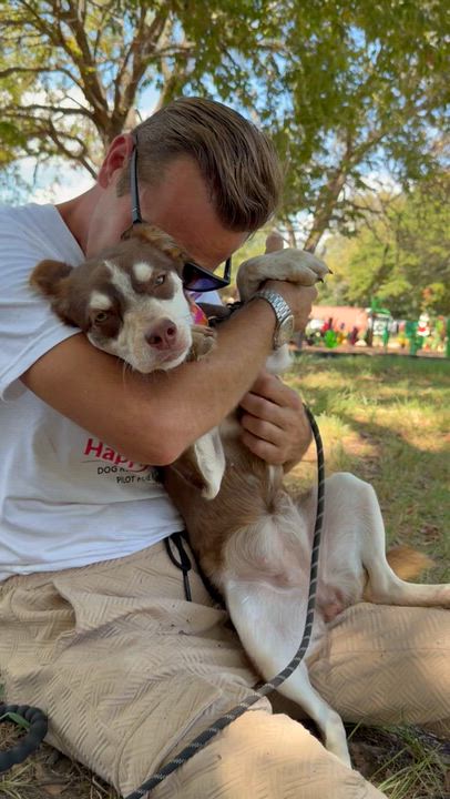 Enlarge Miss Money Penney, a Adopted mixed breed in Toledo, OH video 5/6