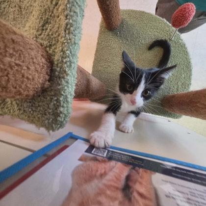 Zion, Adoptable, Kitten Male Domestic Short Hair & Domestic Short Hair.