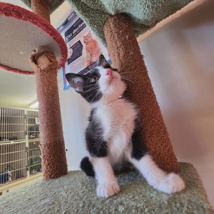 Zion, a Adoptable mixed breed in Scottsbluff, NE image 2/3